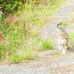 ねこ、風太　巡回