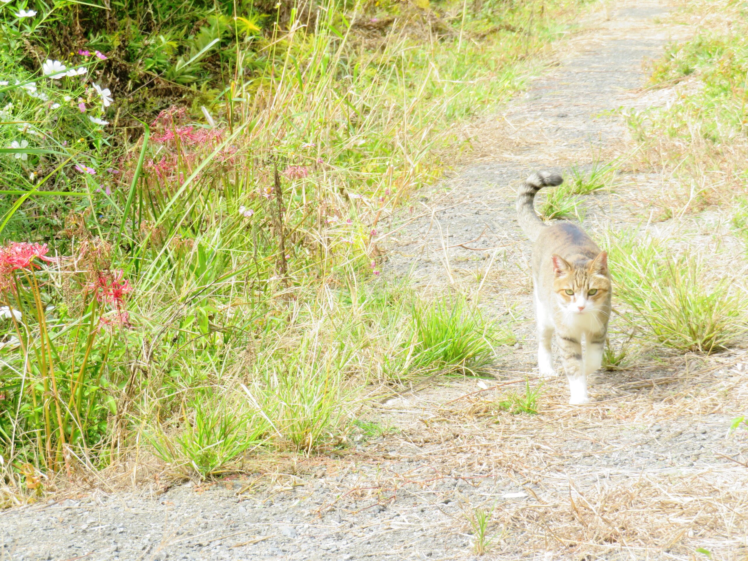 ねこ、風太　巡回