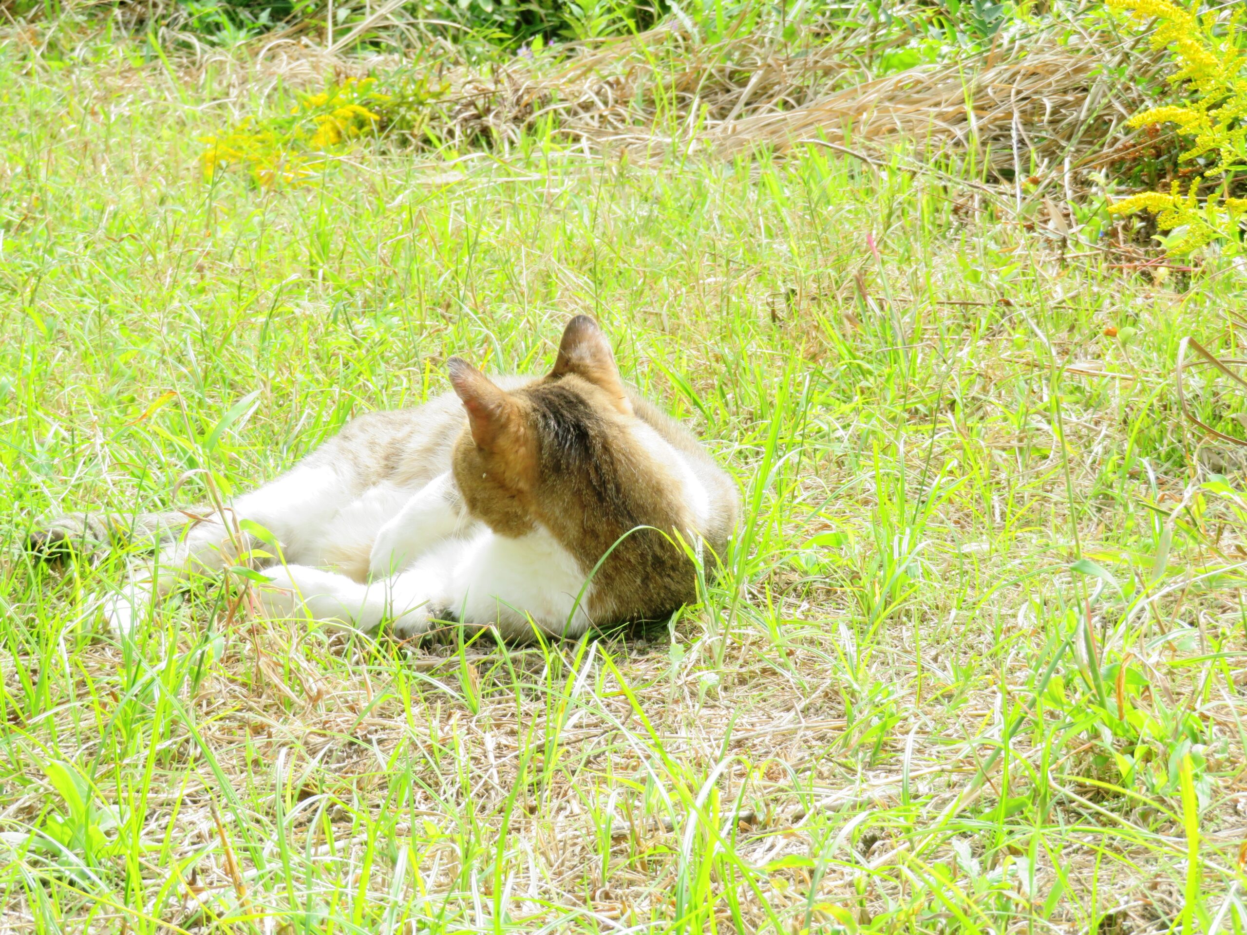 ねこ、風太　ゴロゴロ