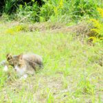 ねこ、風太　ゴロゴロ