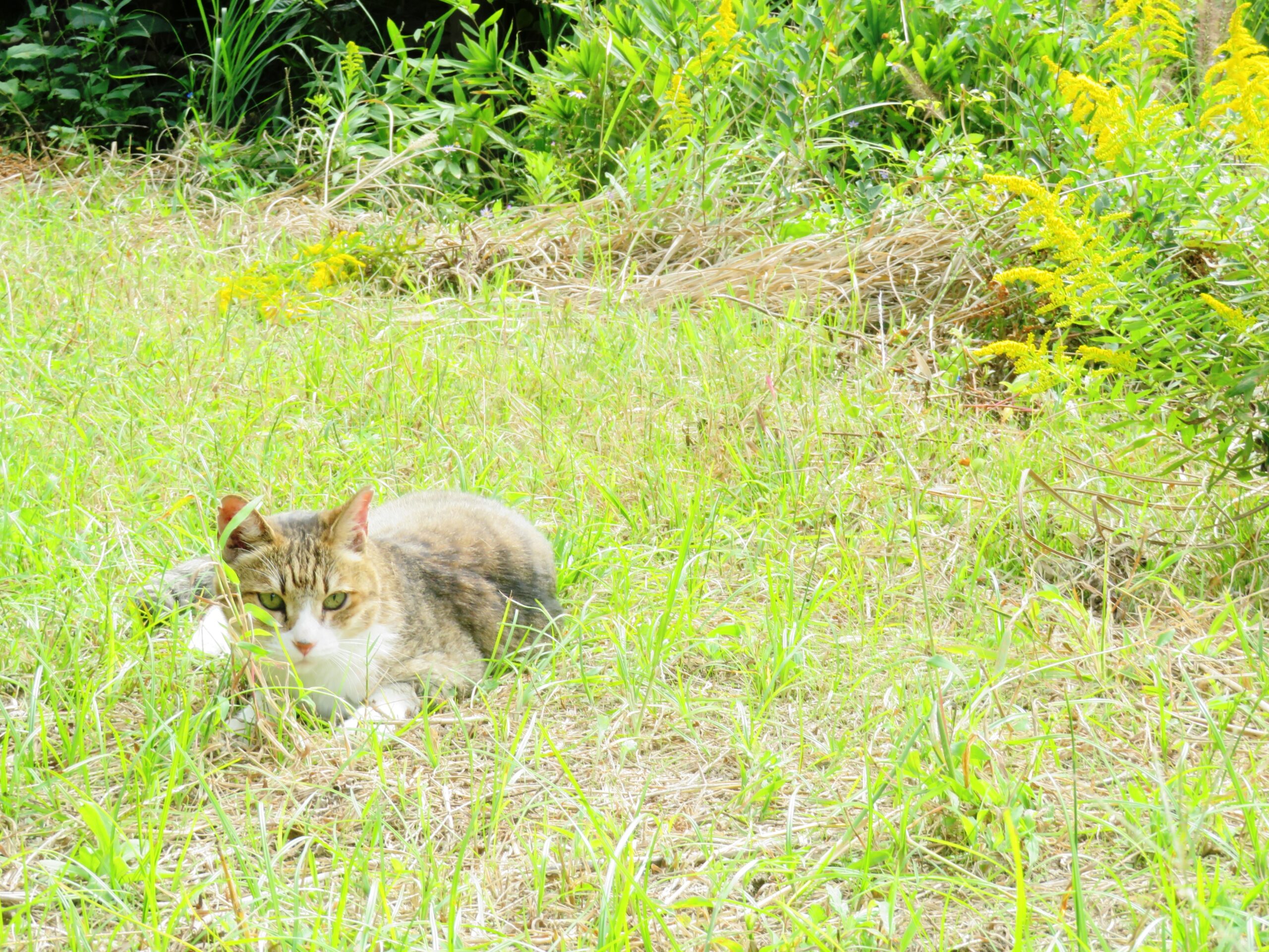 ねこ、風太　ゴロゴロ