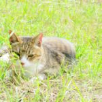 ねこ、風太　ひなたぼっこ