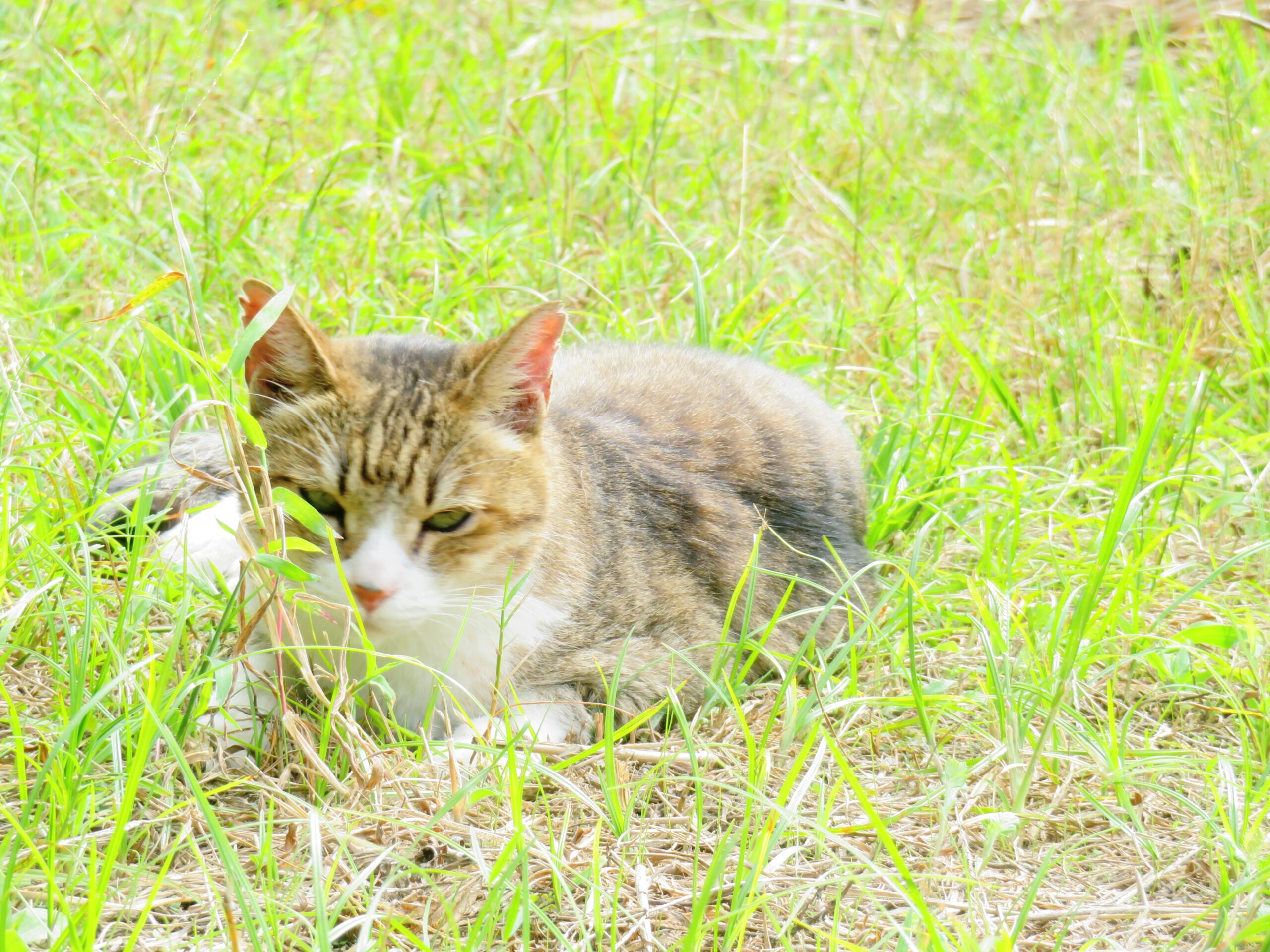 ねこ、風太　ひなたぼっこ