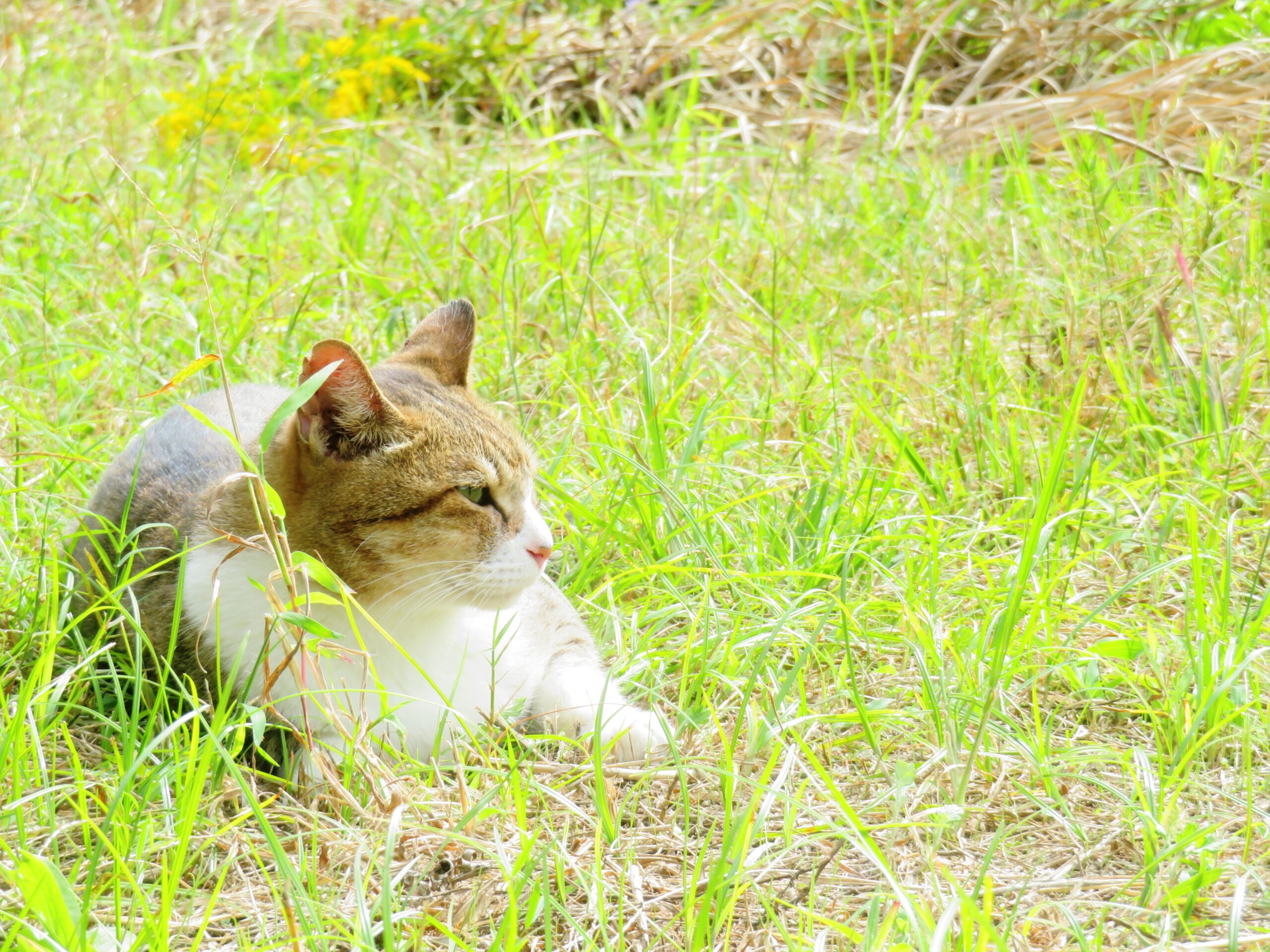 ねこ、風太　ひなたぼっこ