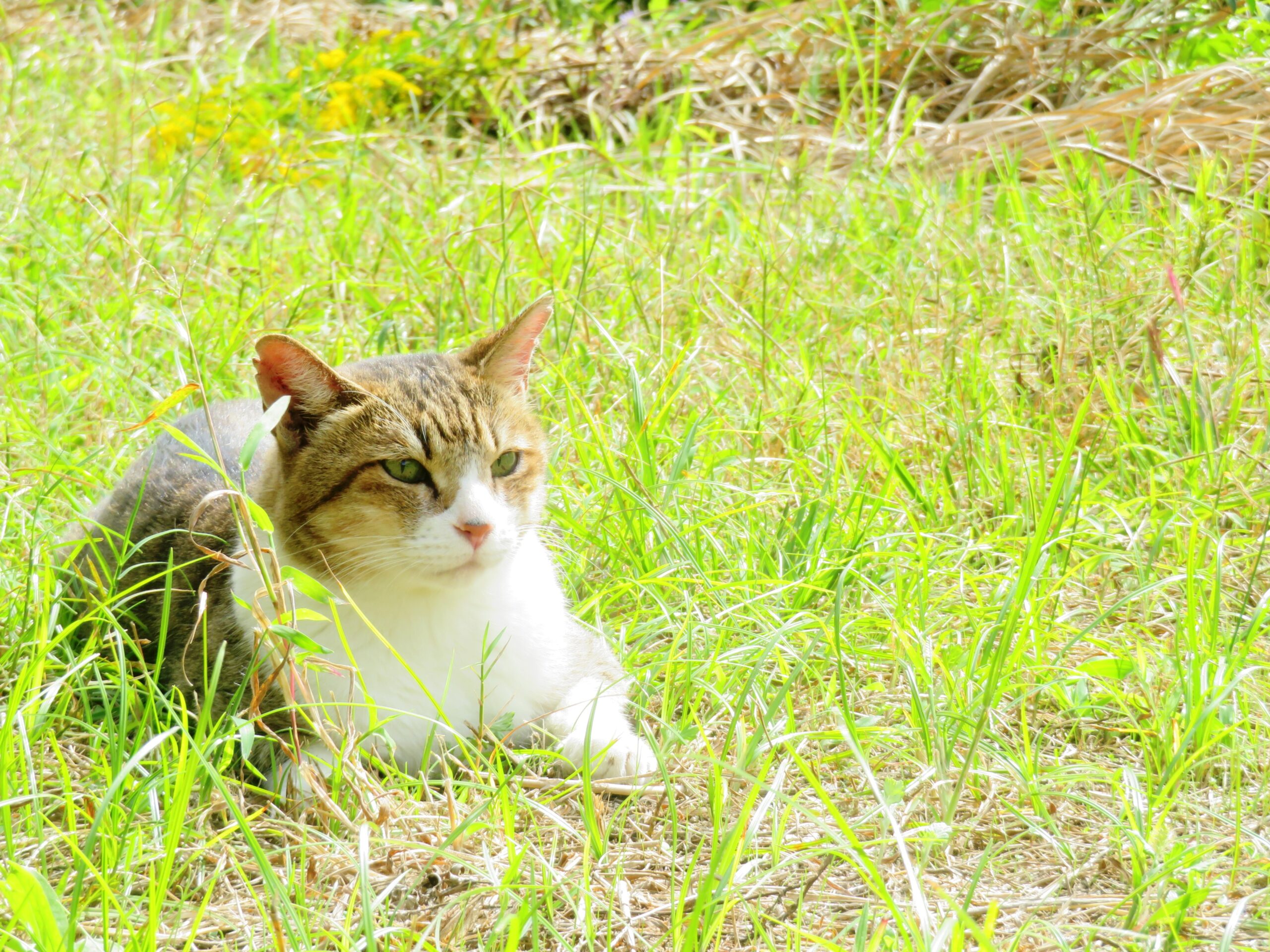 ねこ、風太　ひなたぼっこ