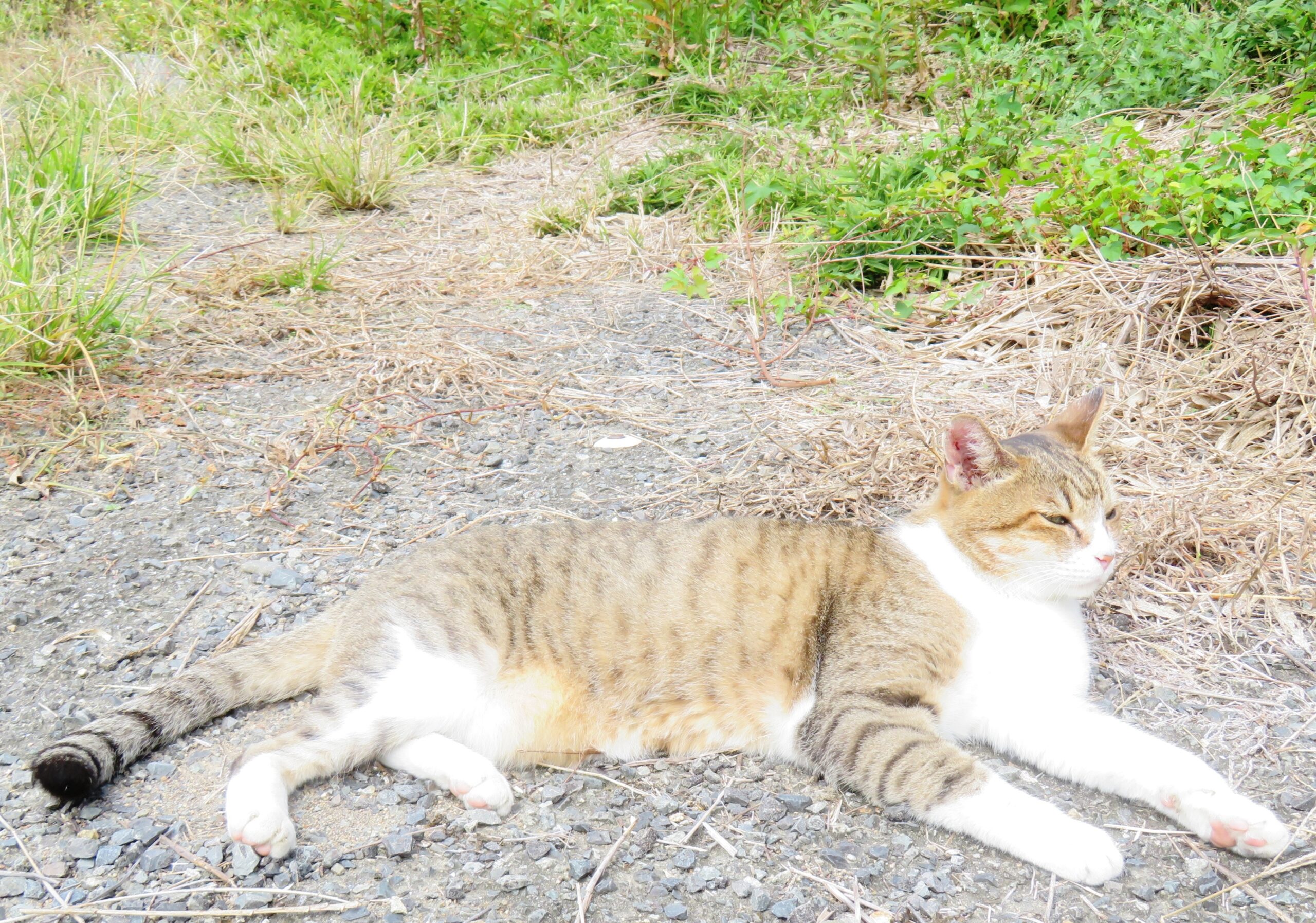 ねこ、風太　巡回