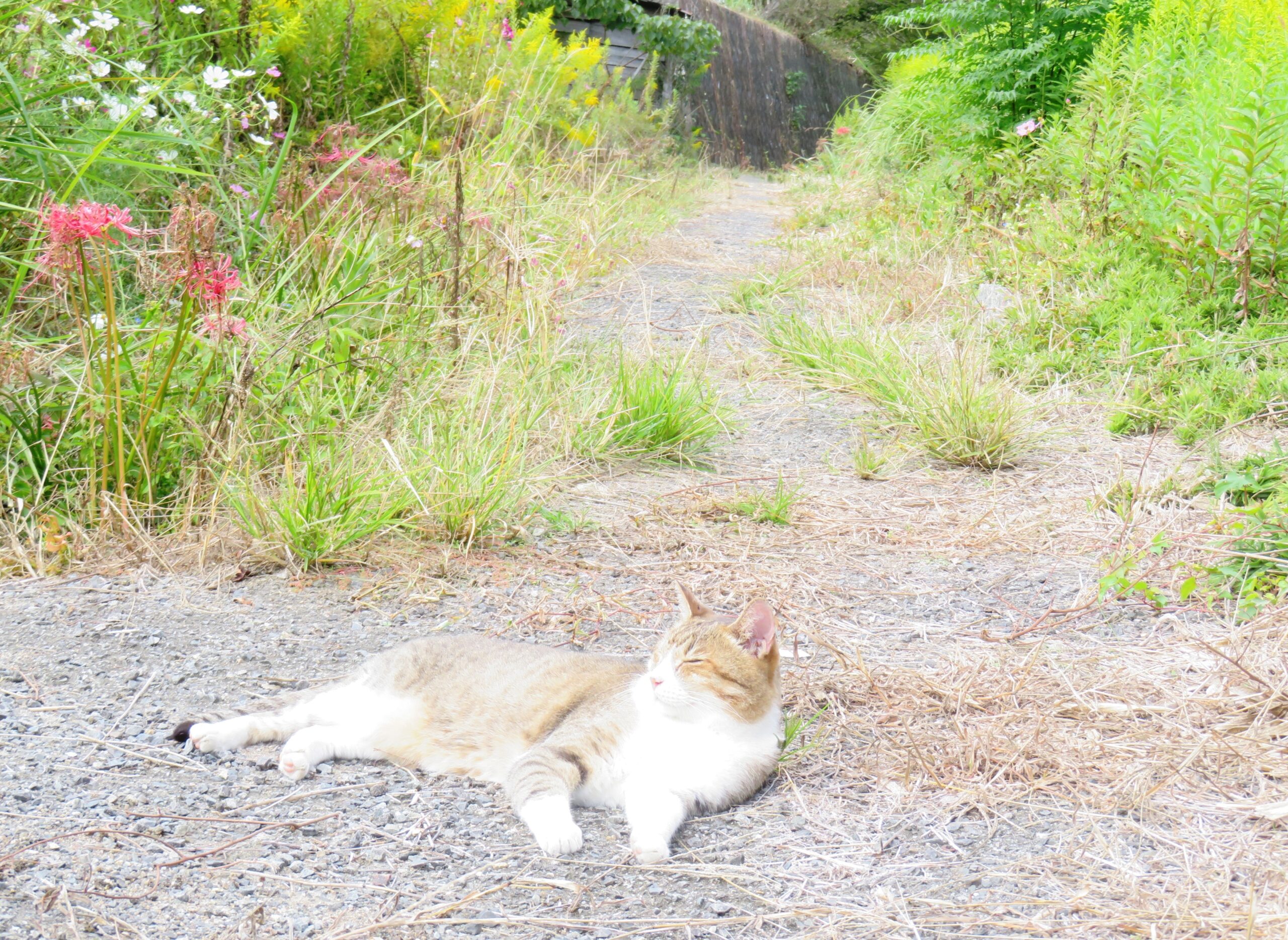 ねこ、風太　巡回