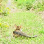 ねこ、風太　巡回