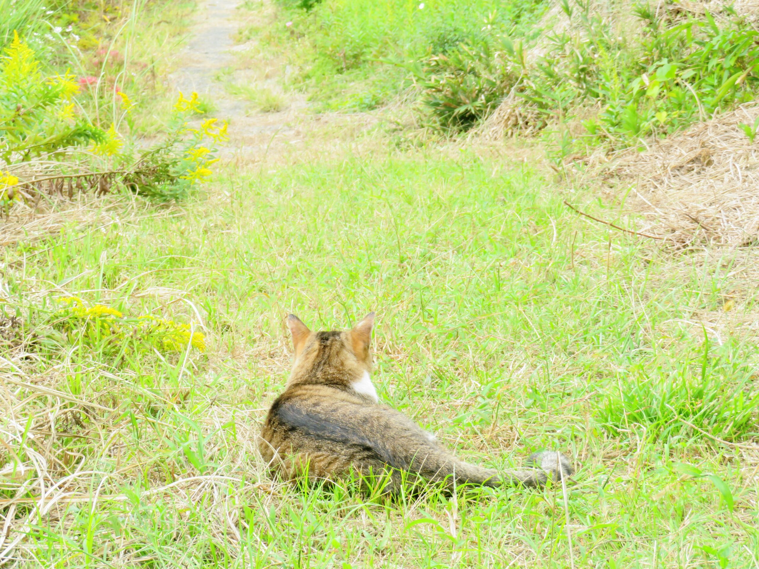 ねこ、風太　巡回