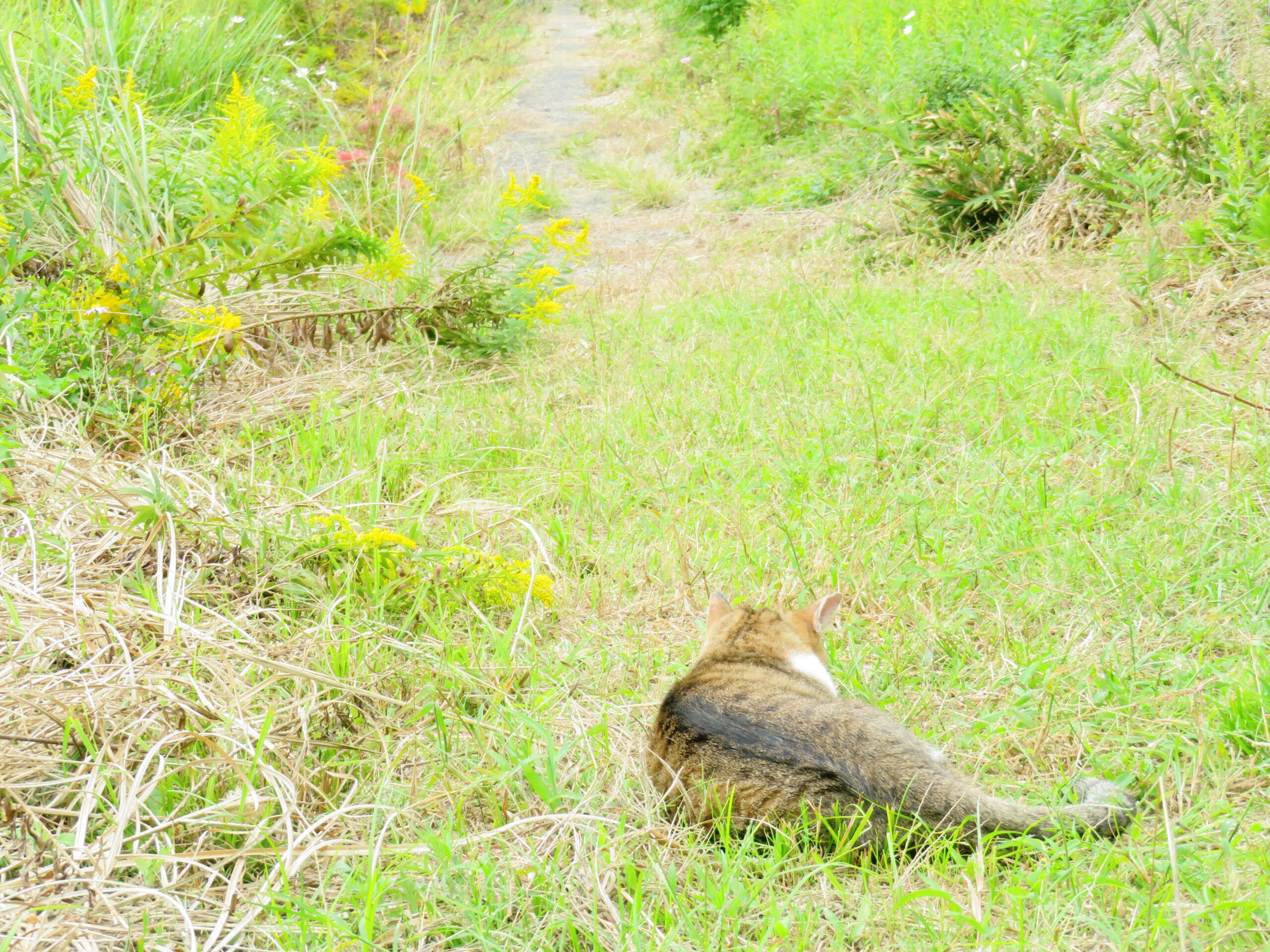 ねこ、風太　巡回