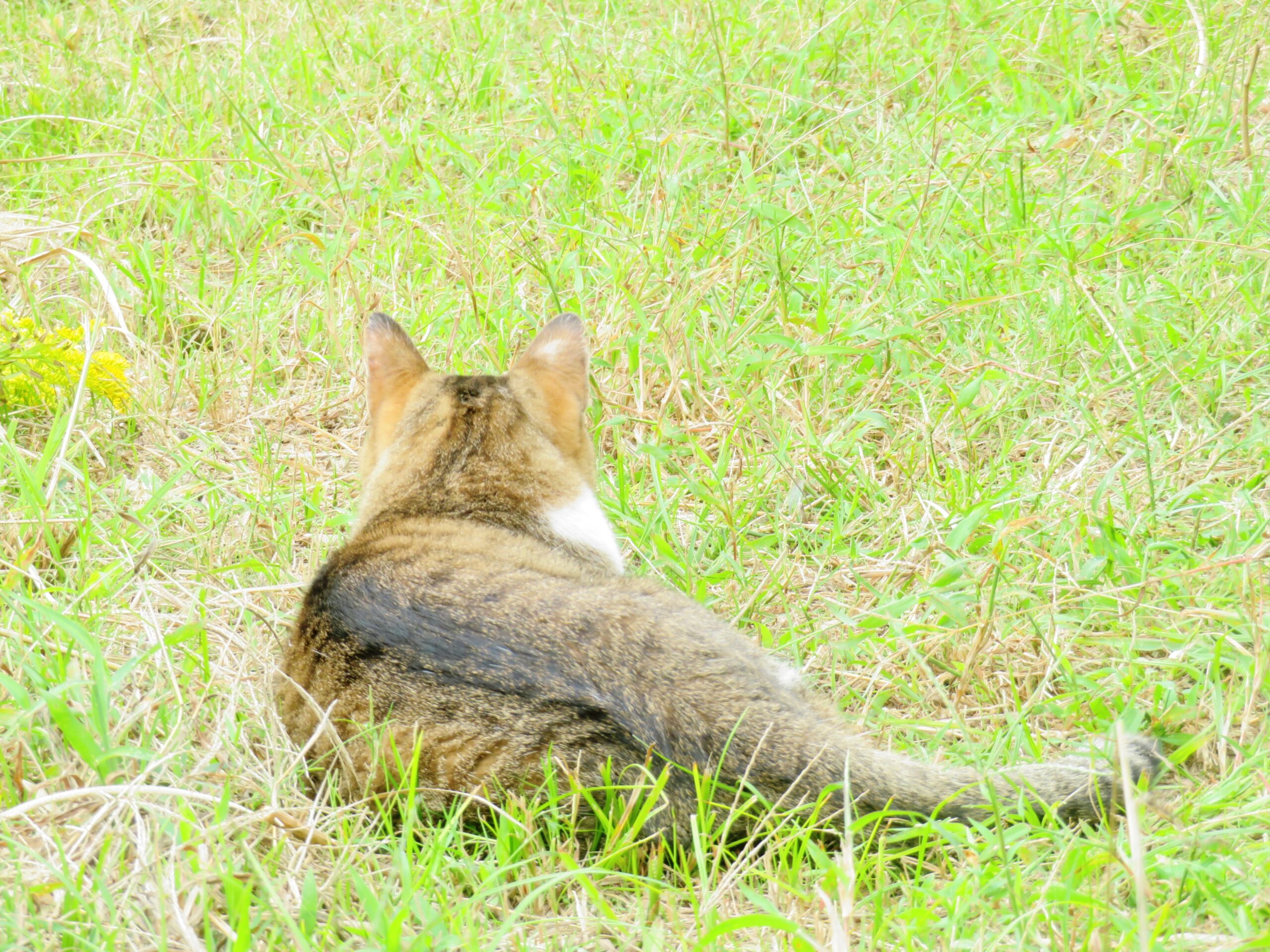 ねこ、風太　巡回