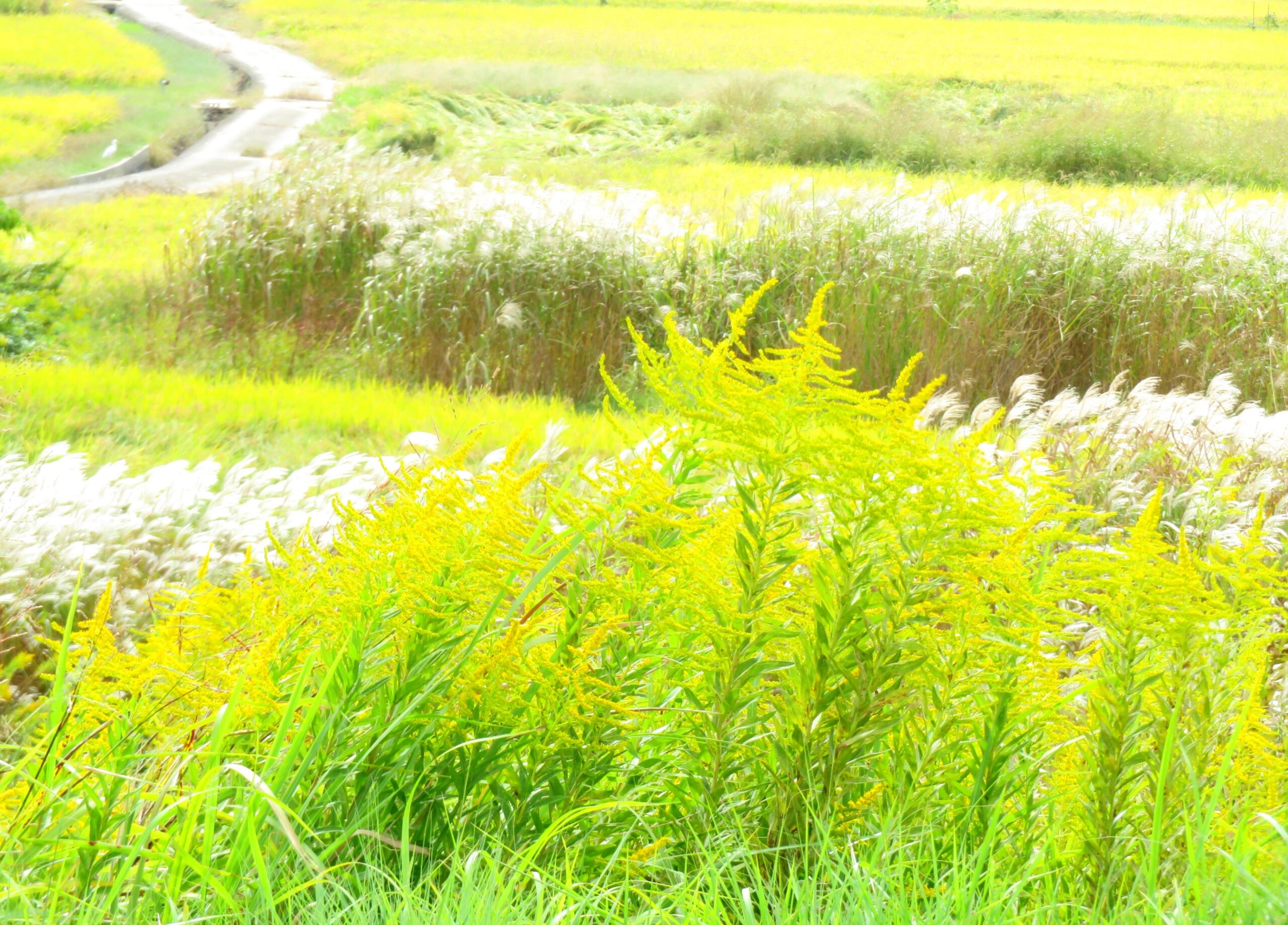 晩秋の田舎