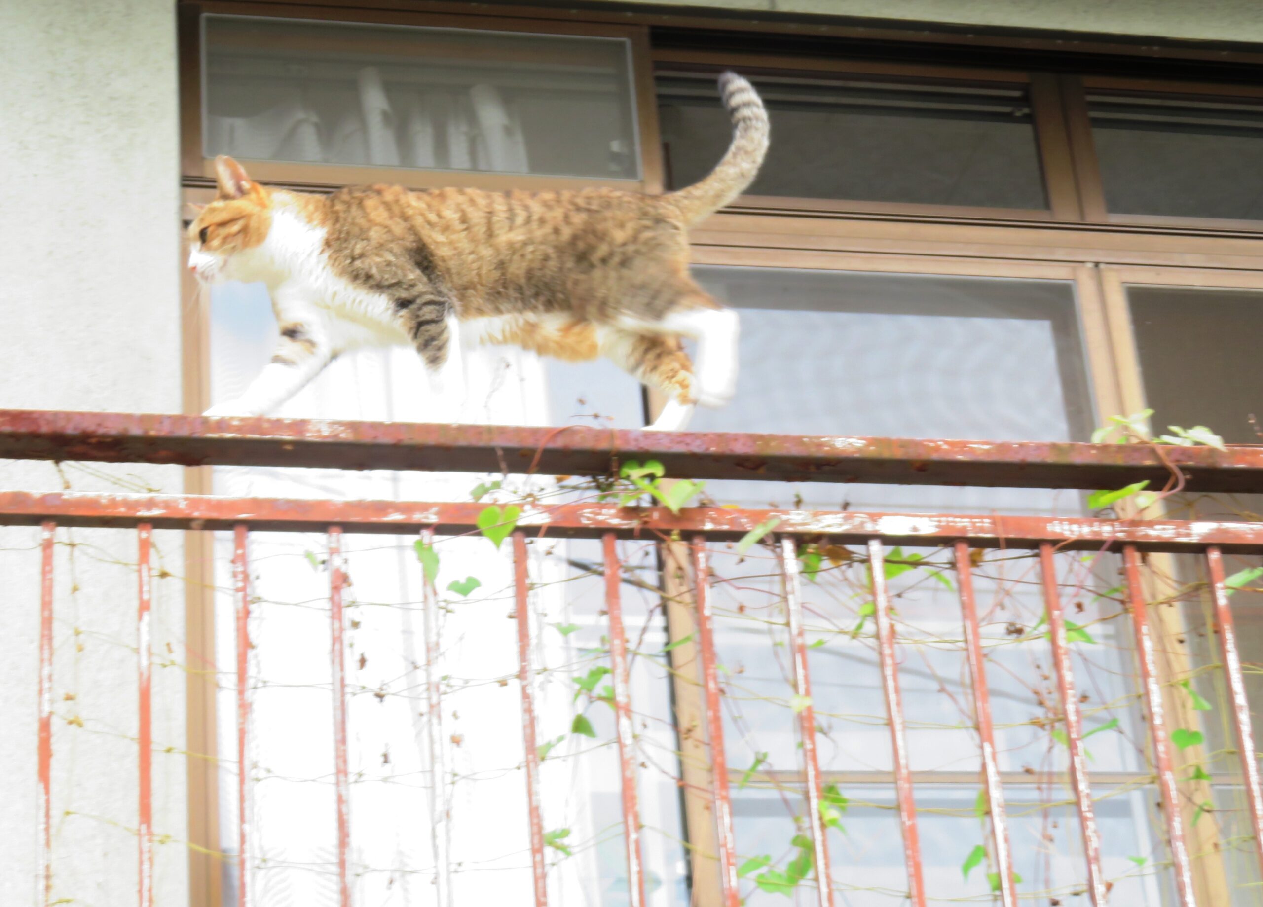 ねこ、風太　巡回