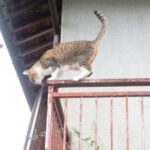 ねこ、風太　巡回