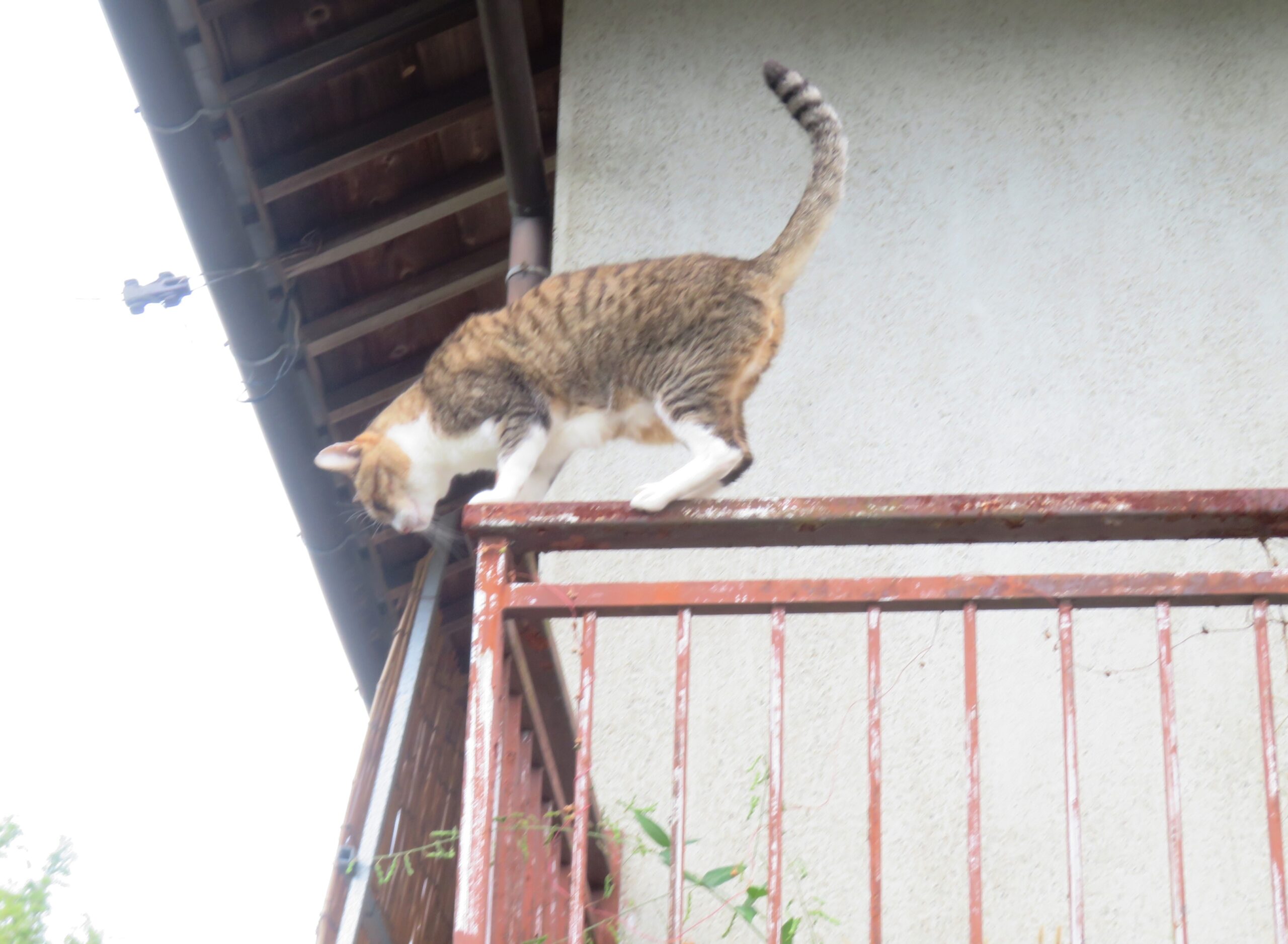 ねこ、風太　巡回