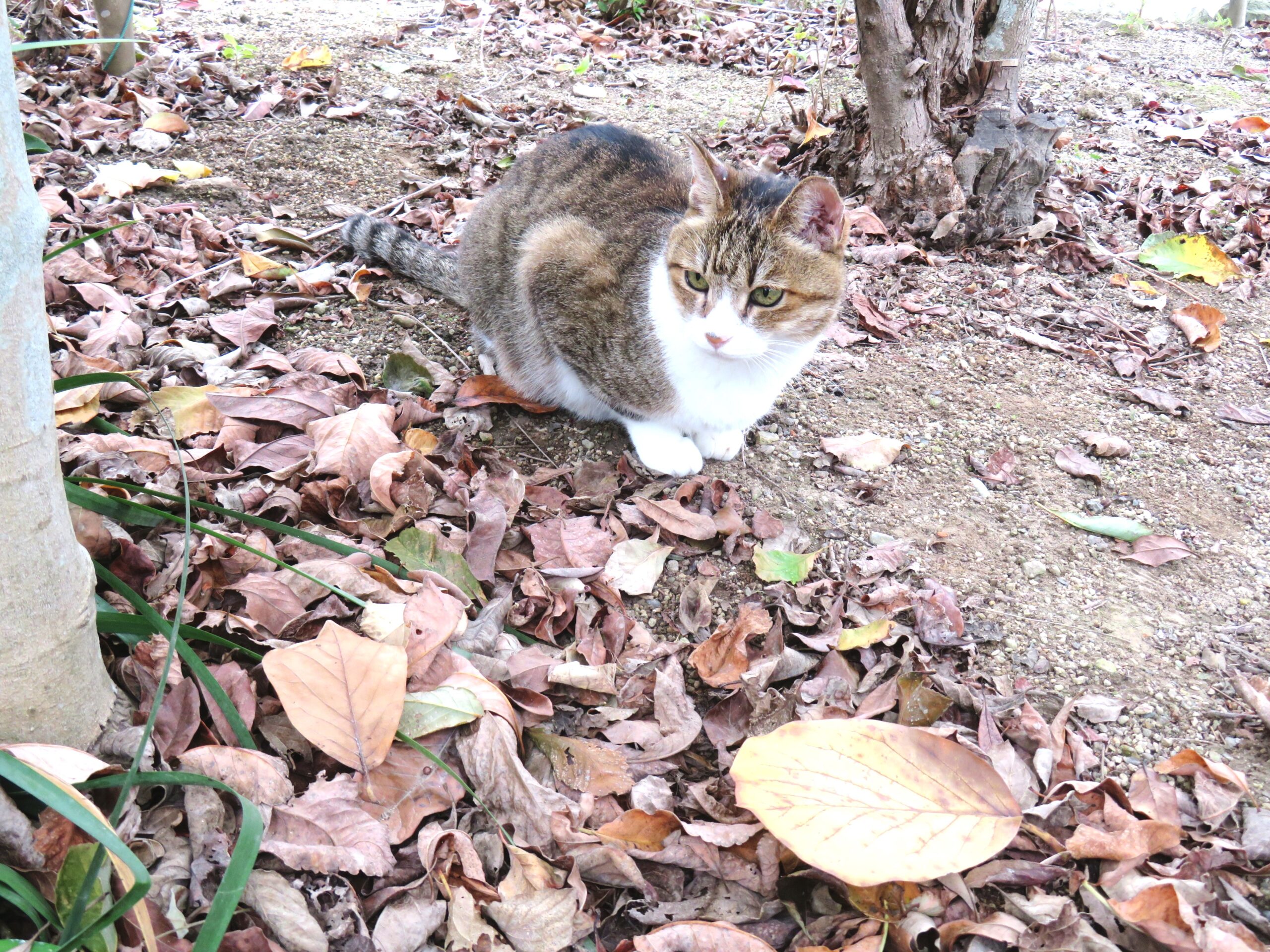 ねこ、風太　巡回