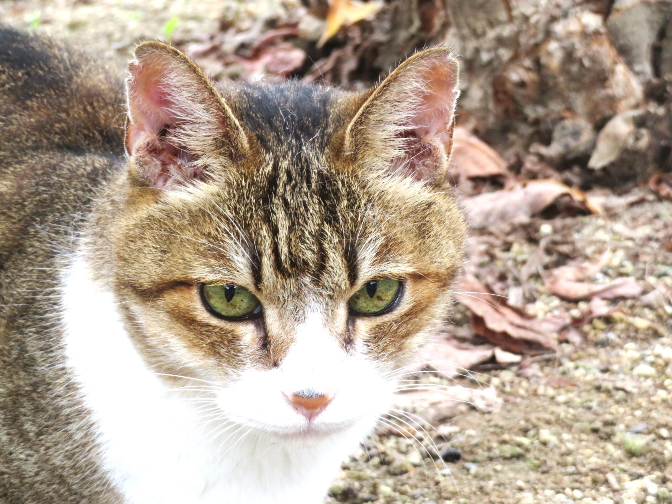 ねこ、風太　巡回