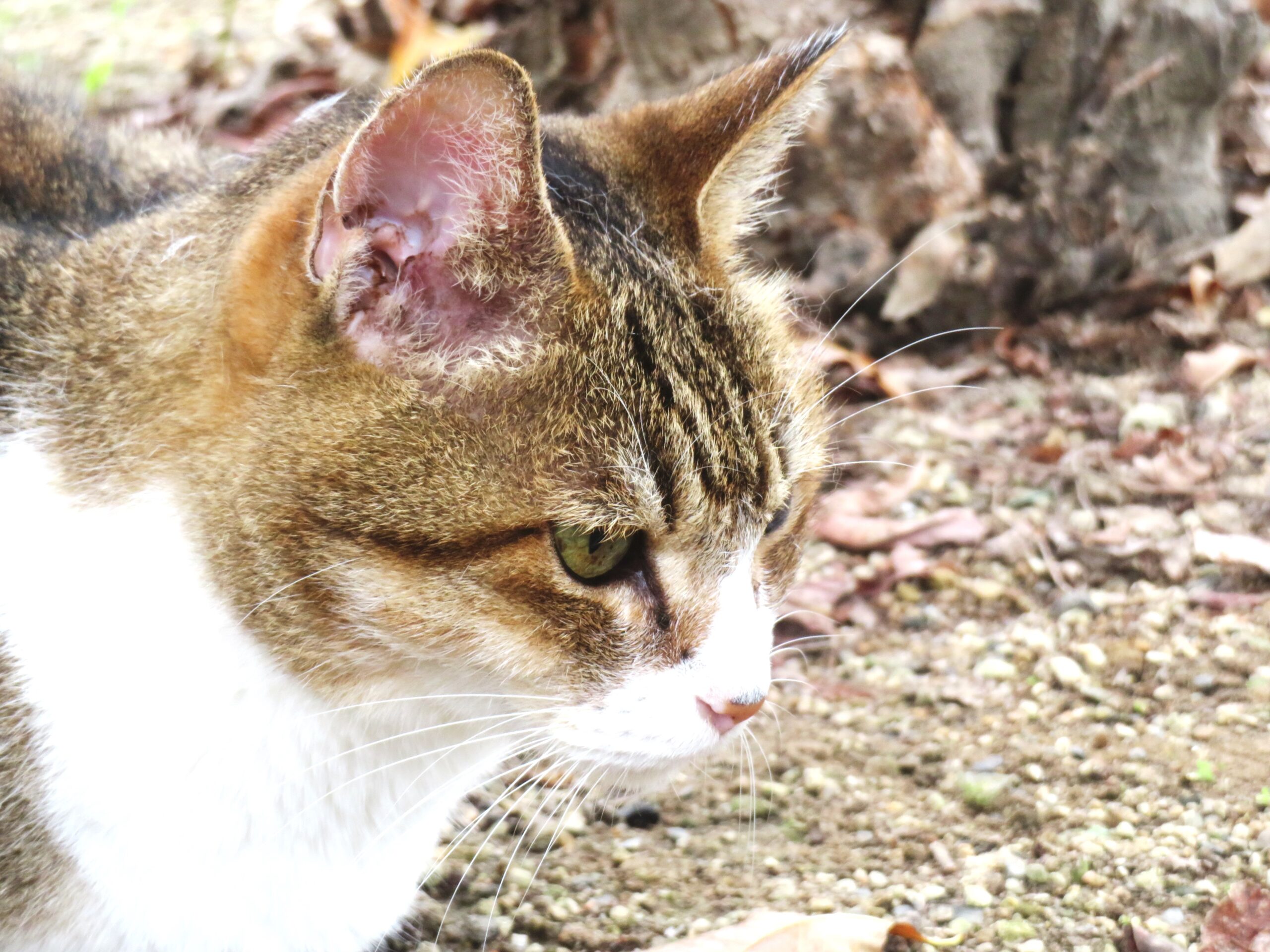 ねこ、風太　巡回