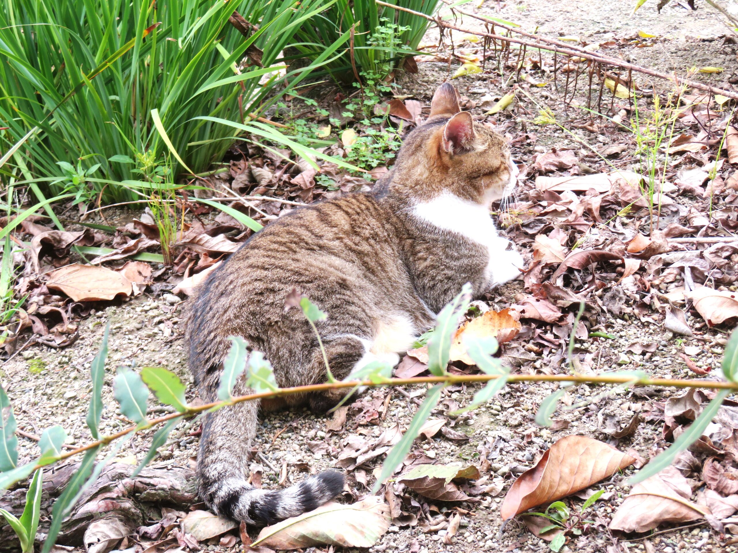 ねこ、風太　巡回