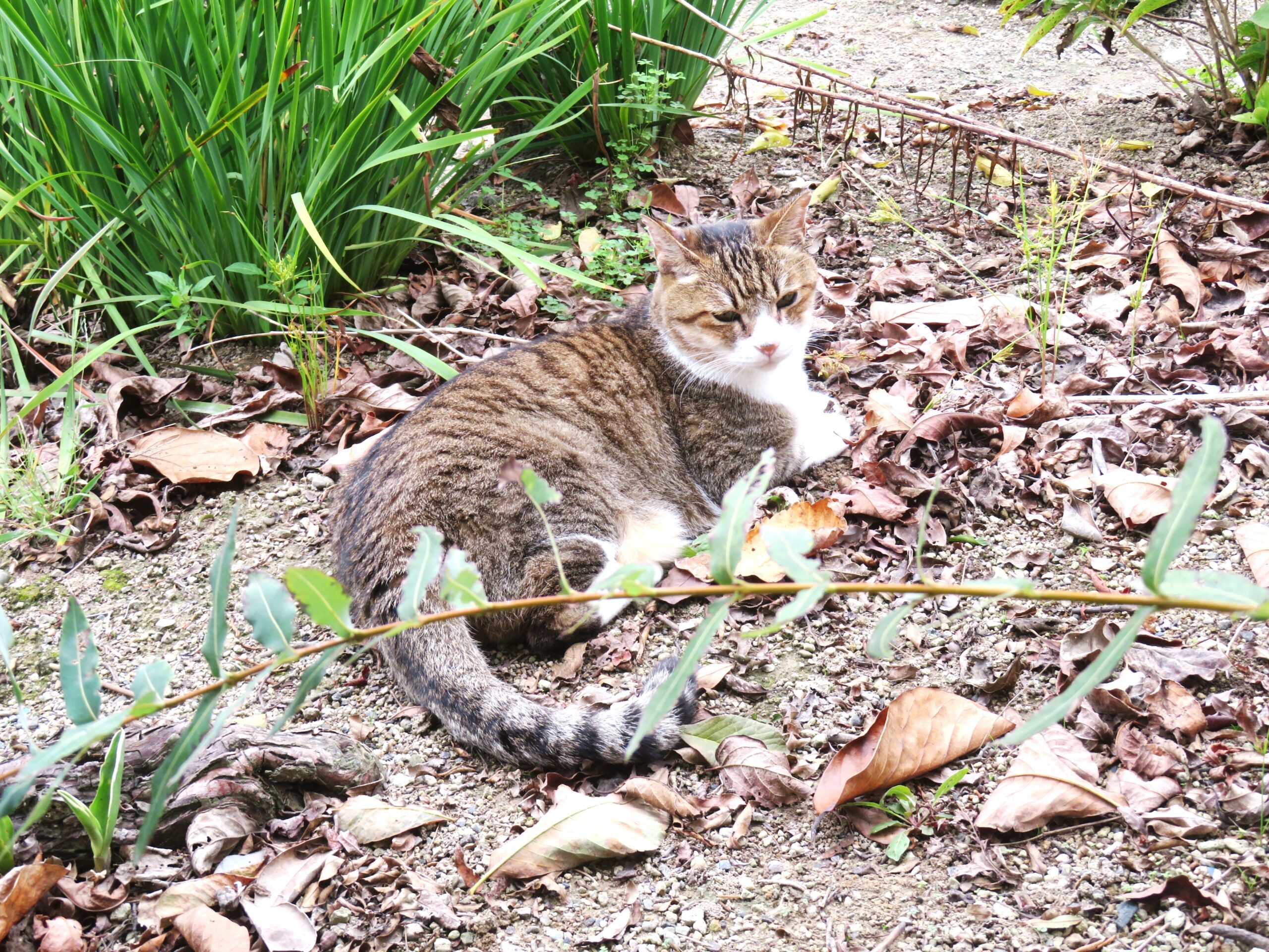 ねこ、風太　巡回