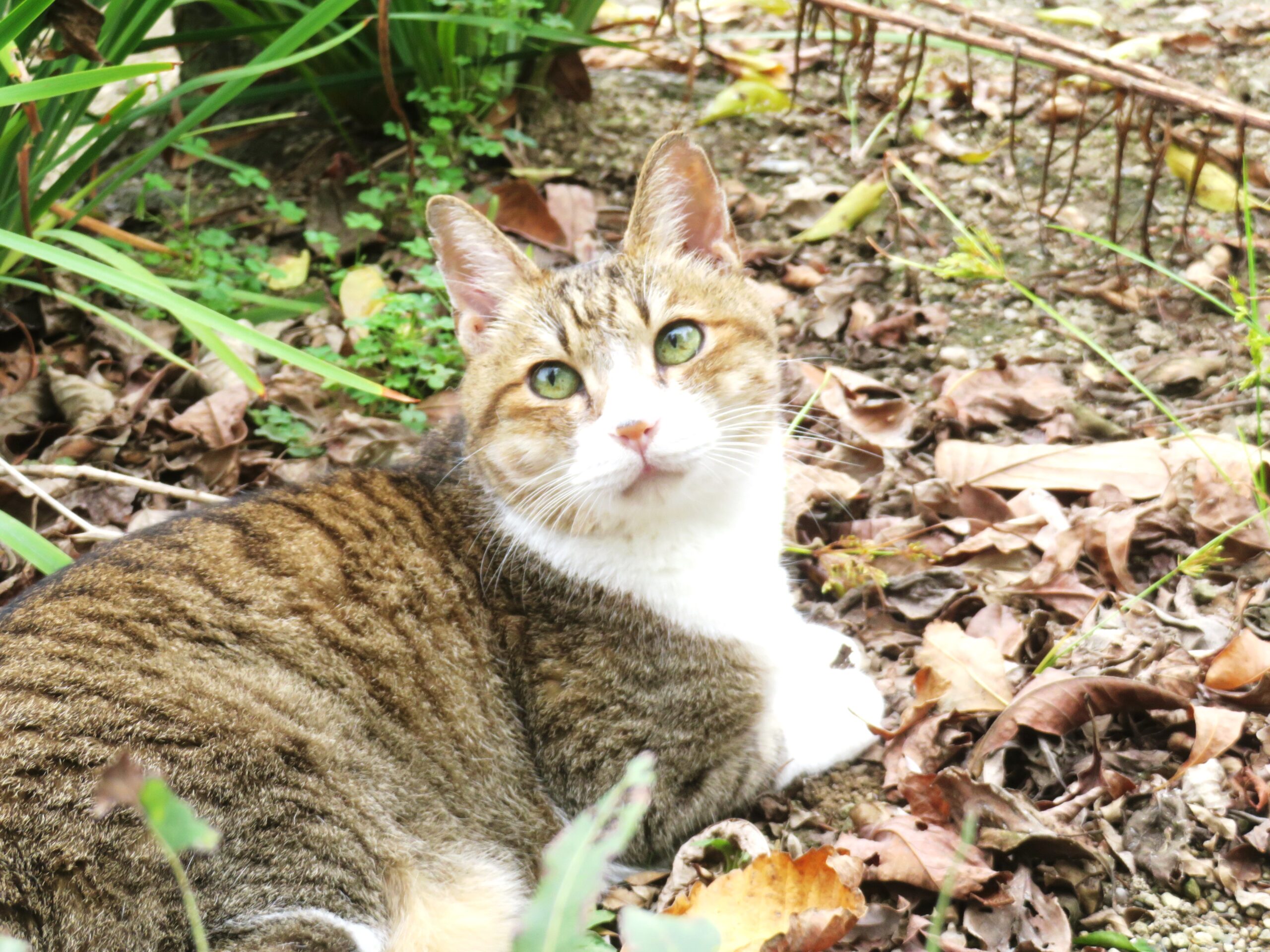 ねこ、風太　巡回