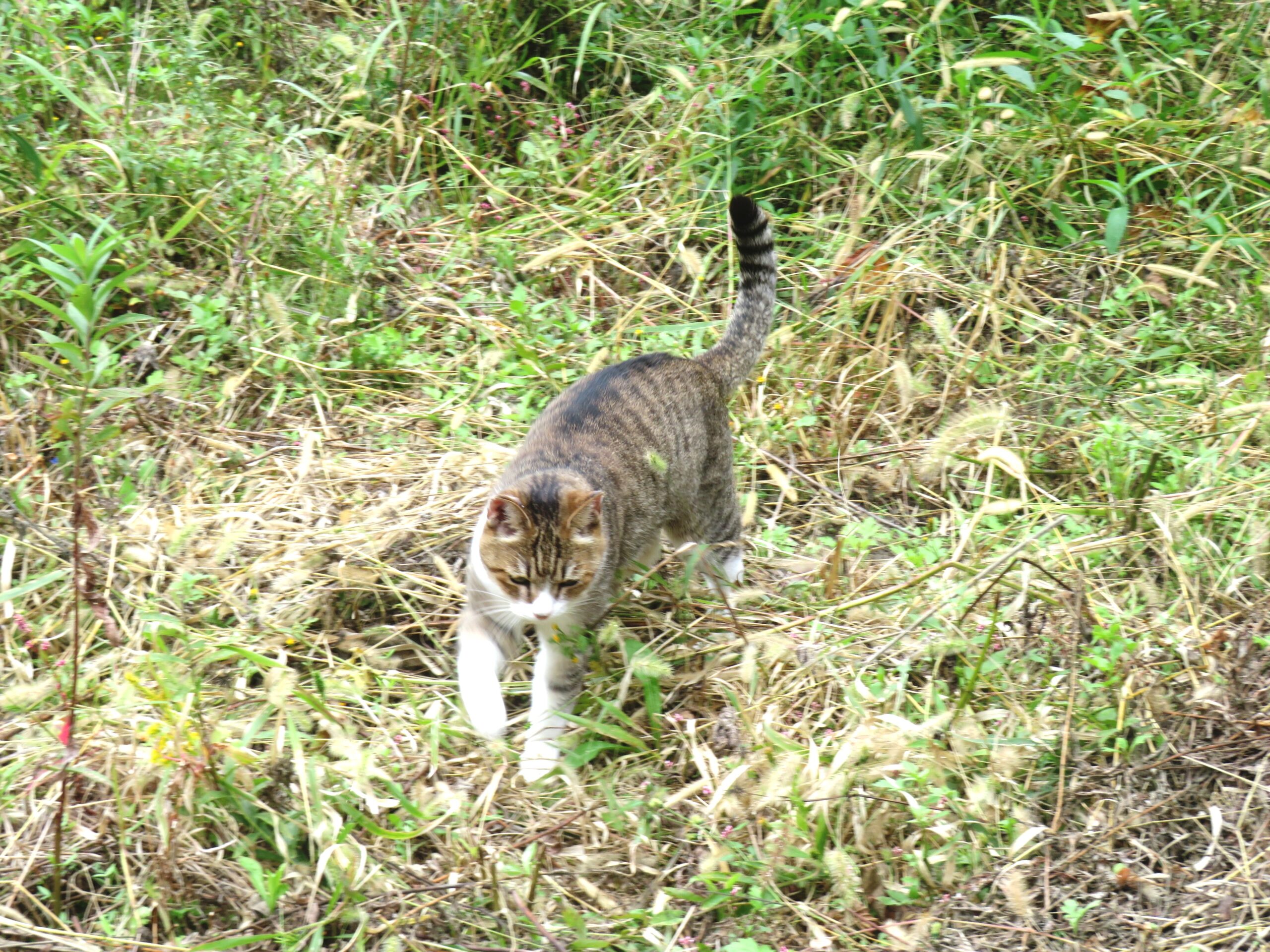 ねこ、風太　マーキング