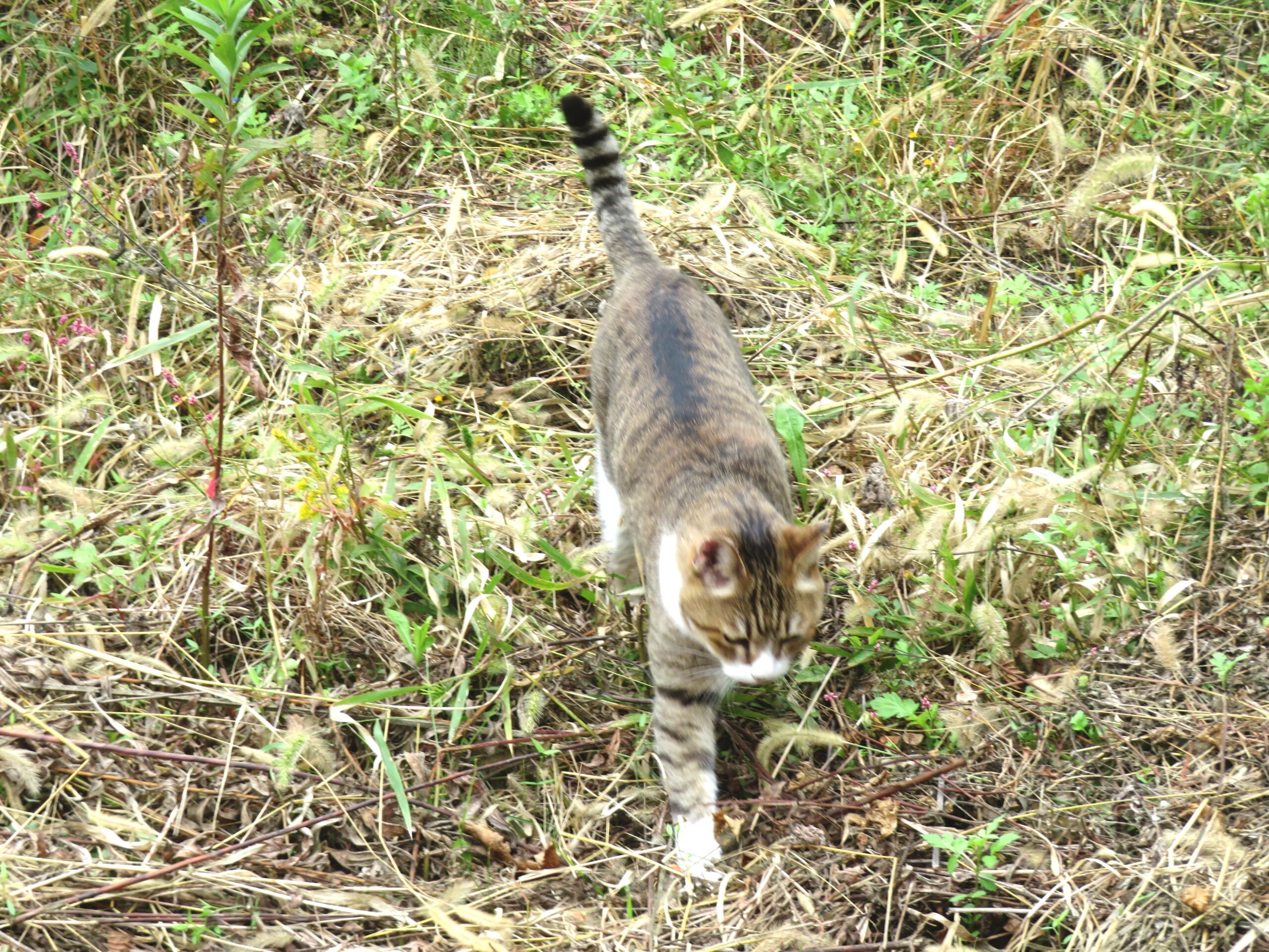 ねこ、風太　マーキング