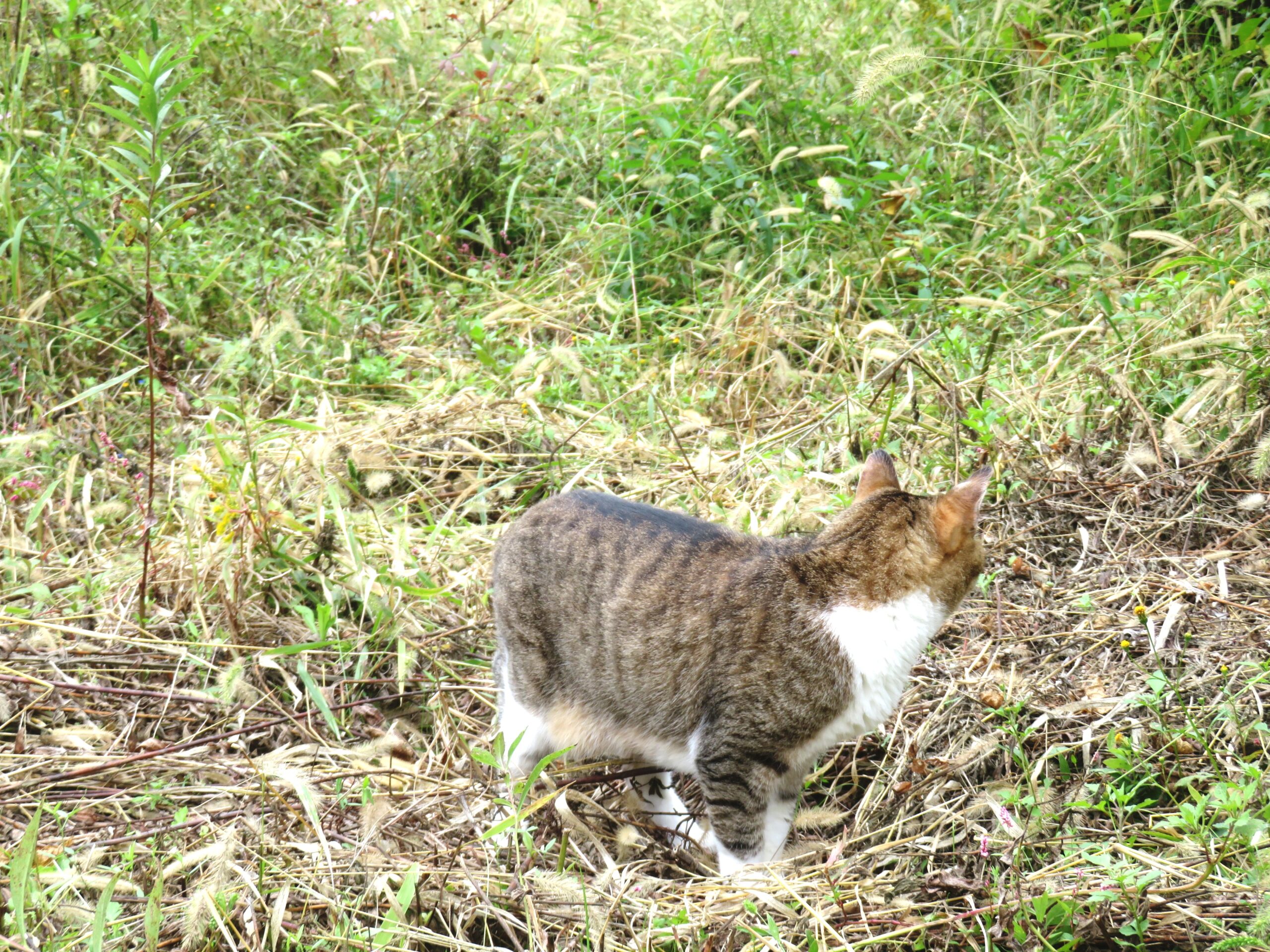 ねこ、風太　マーキング