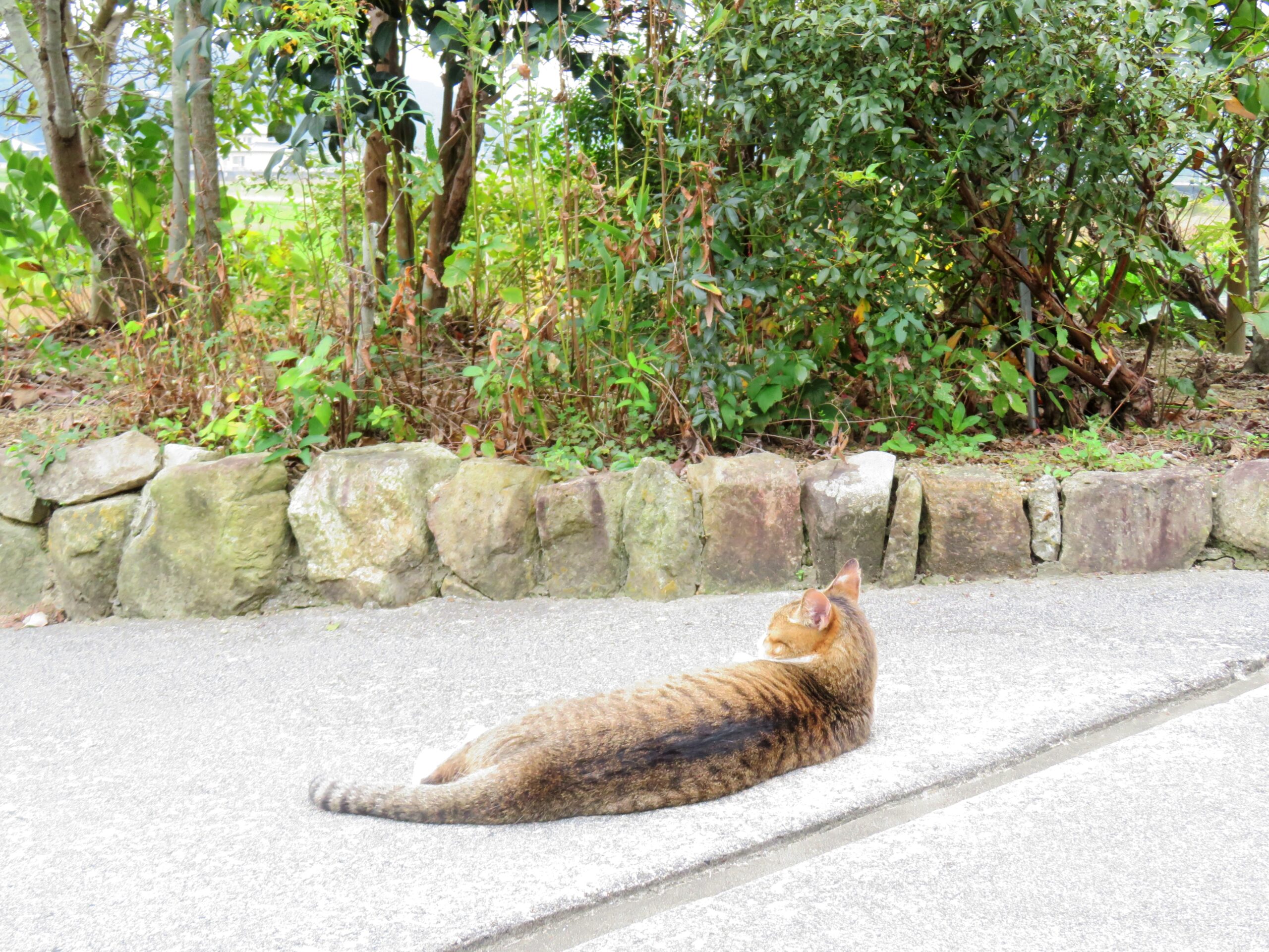 ねこ、風太　ひなたぼっこ