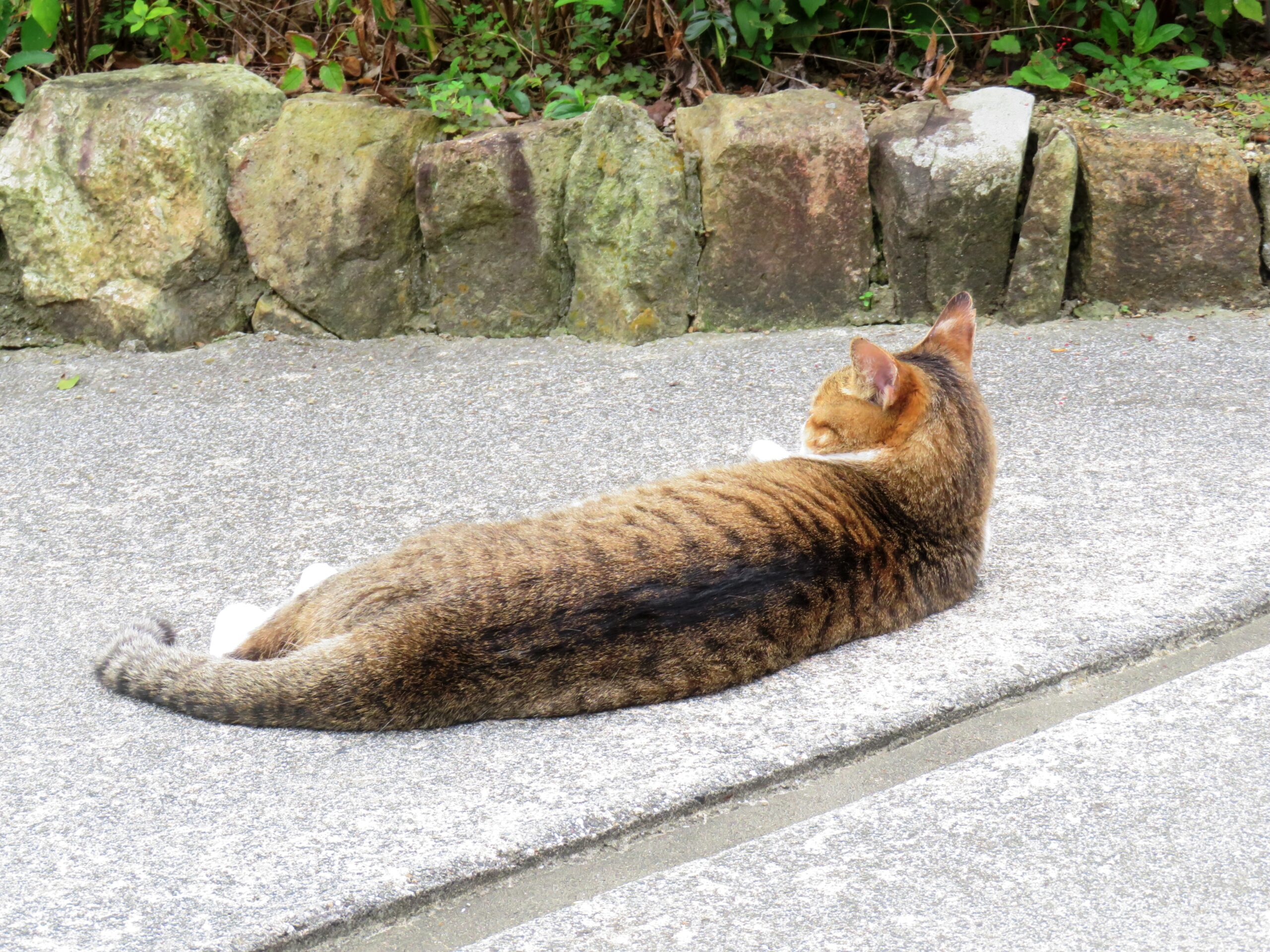 ねこ、風太　ひなたぼっこ