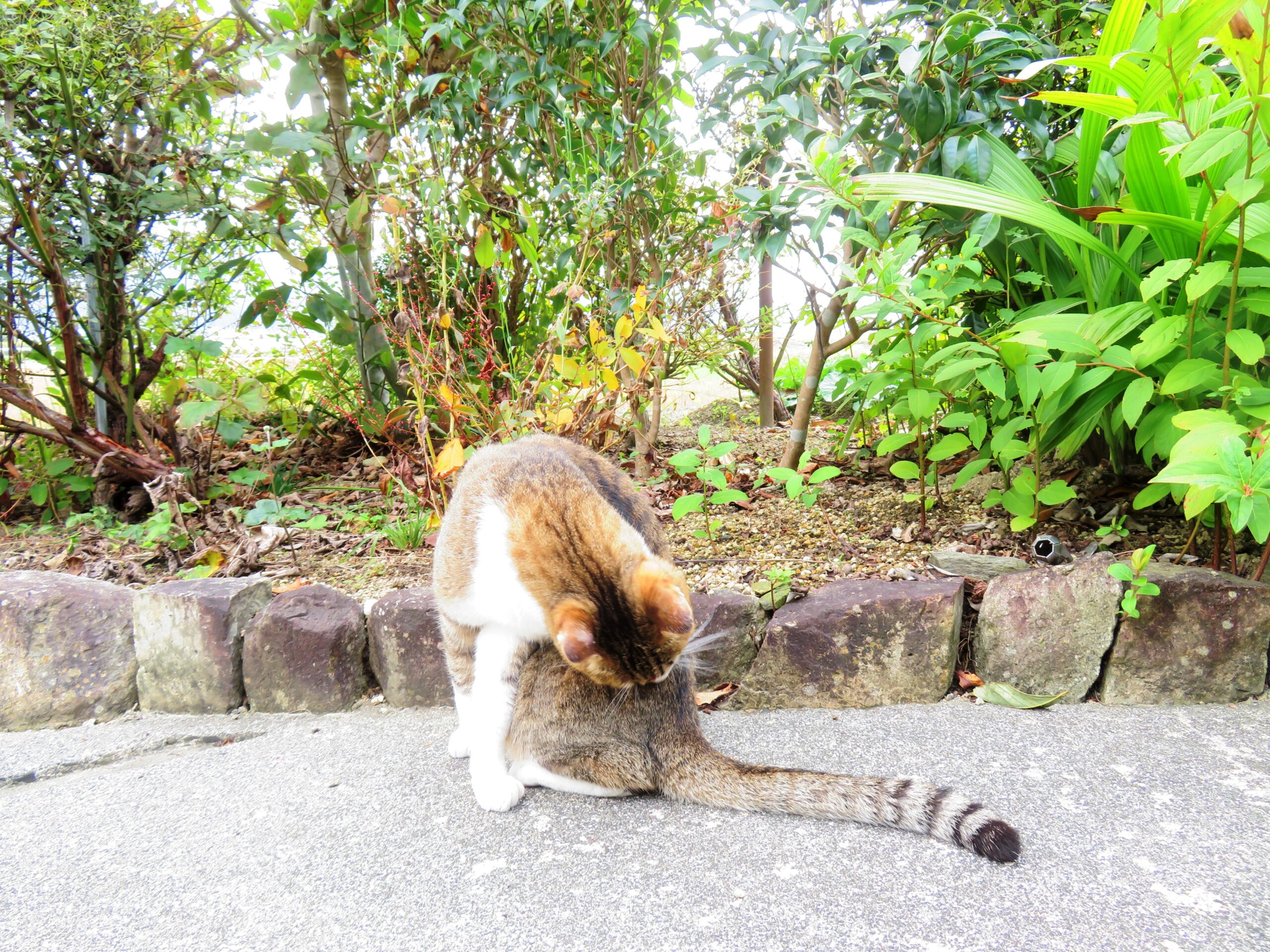 ねこ、風太　毛づくろい