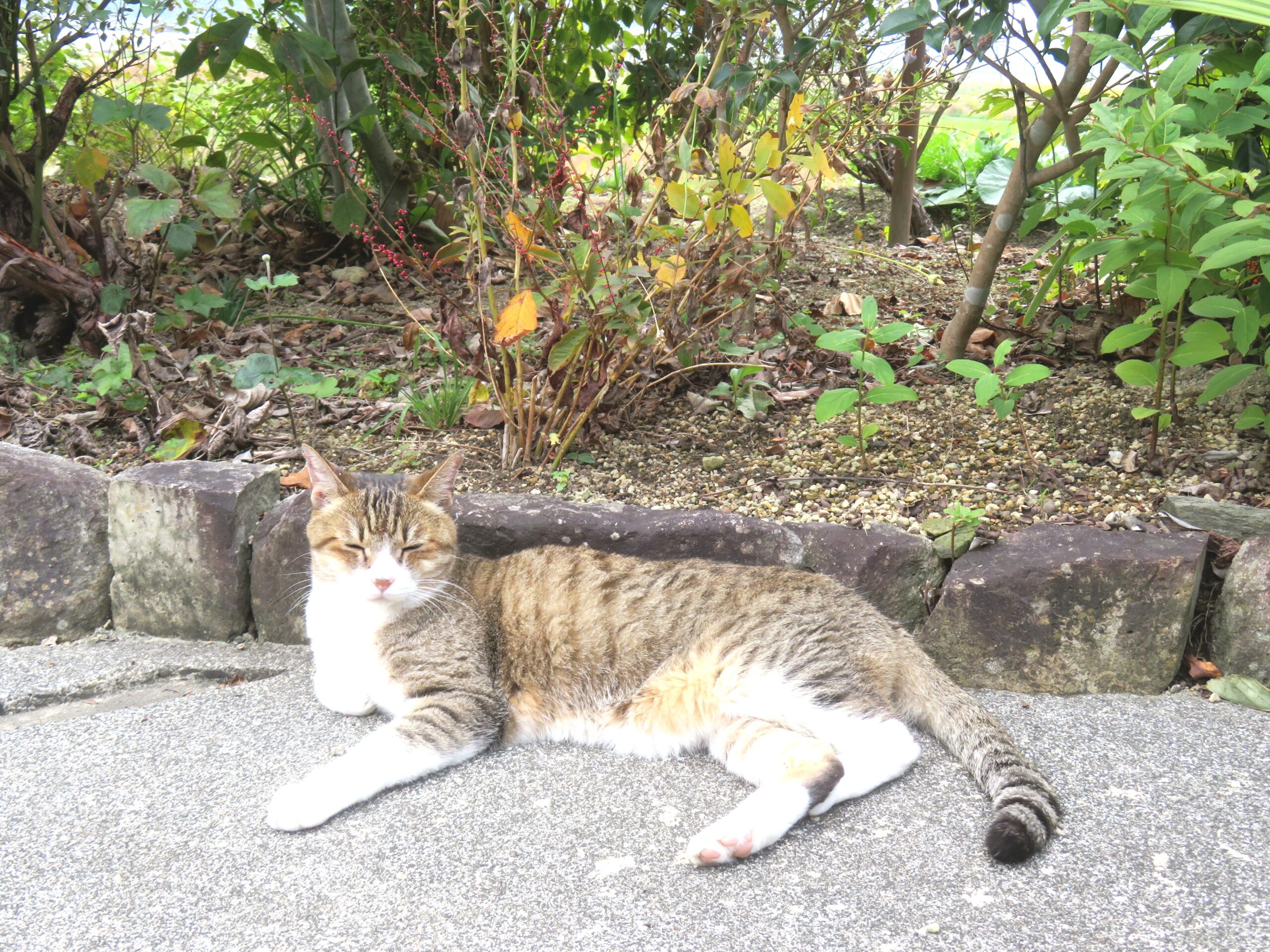 ねこ、風太　毛づくろい