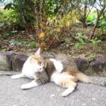 ねこ、風太　毛づくろい