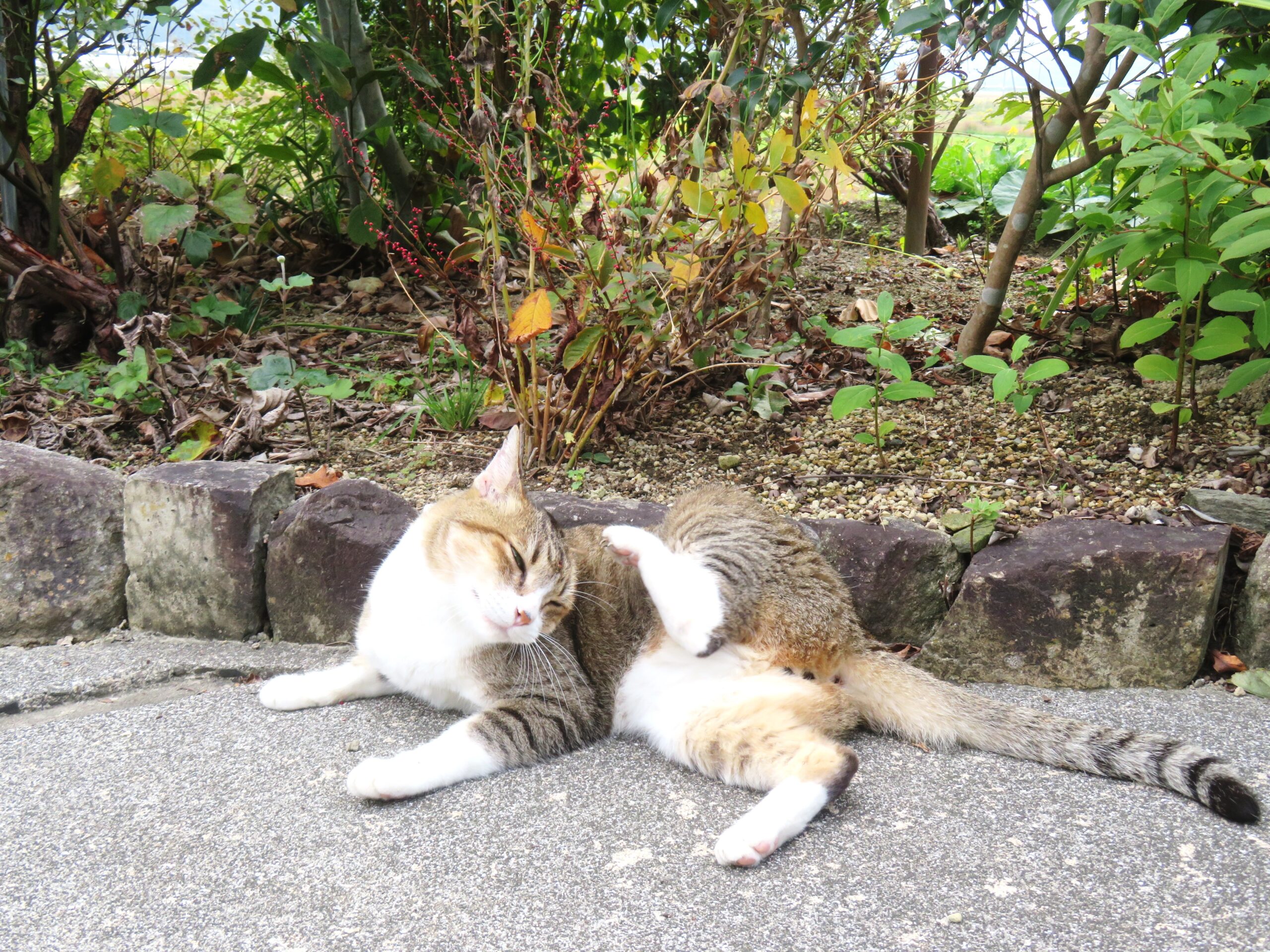 ねこ、風太　毛づくろい