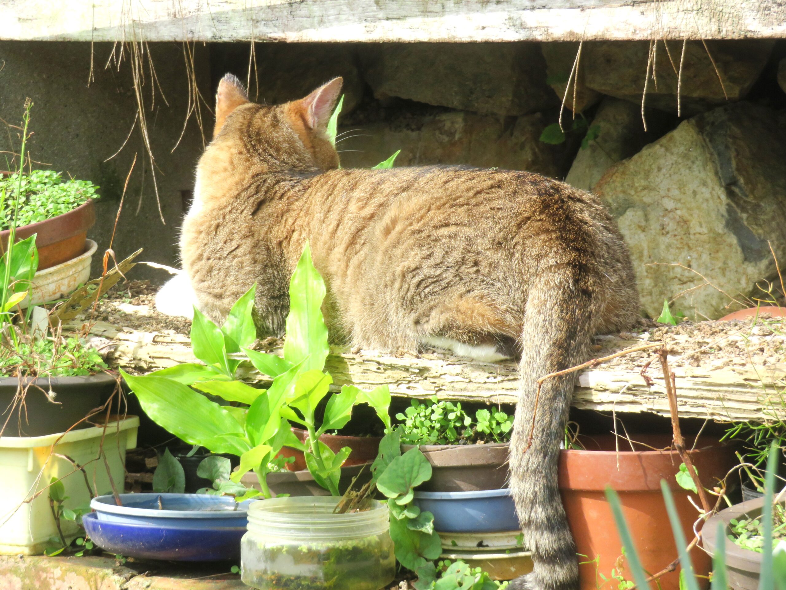 ねこ、風太　ひなたぼっこ