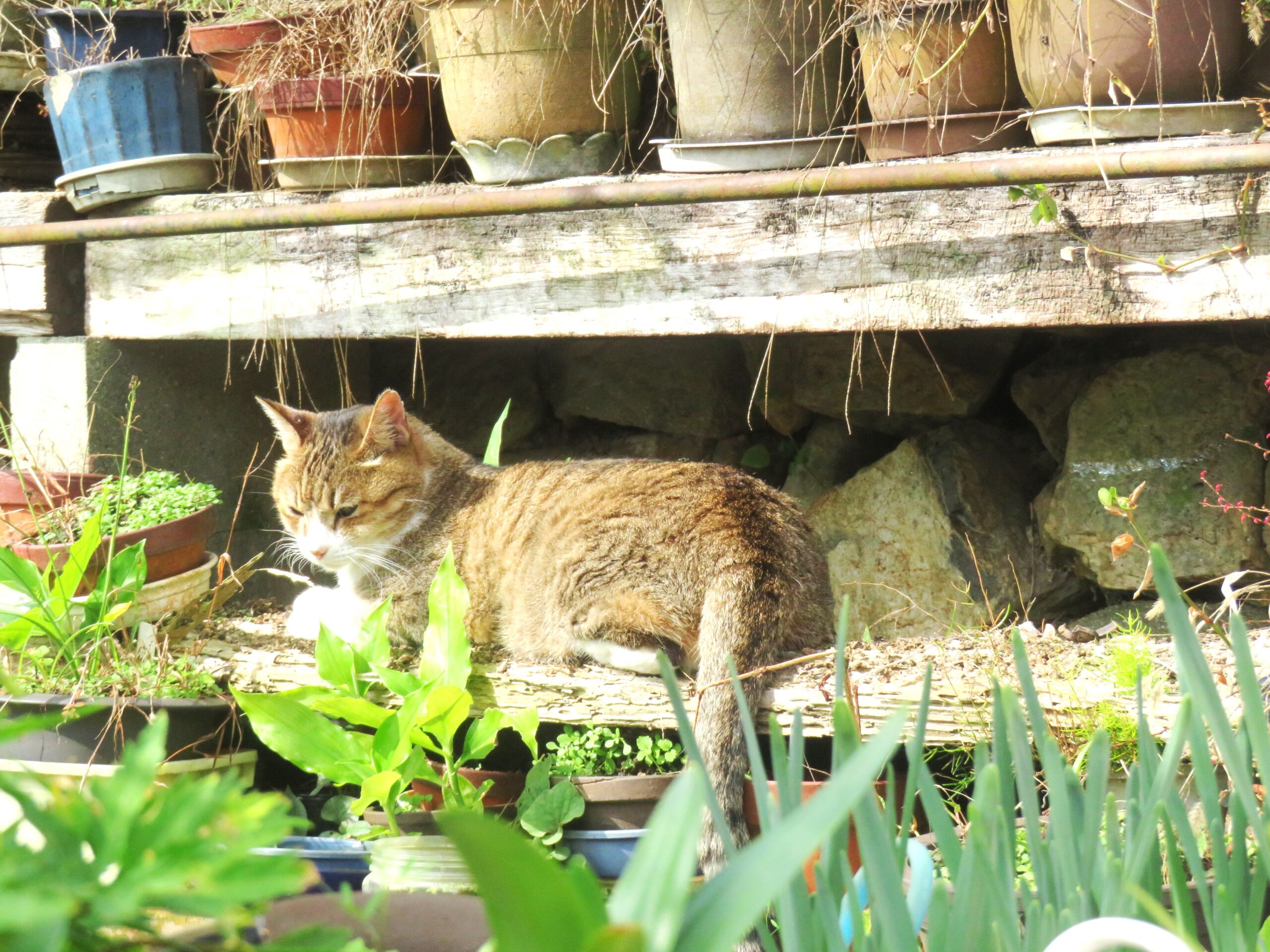 ねこ、風太　ひなたぼっこ