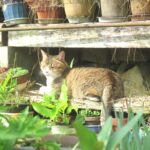 ねこ、風太　ひなたぼっこ