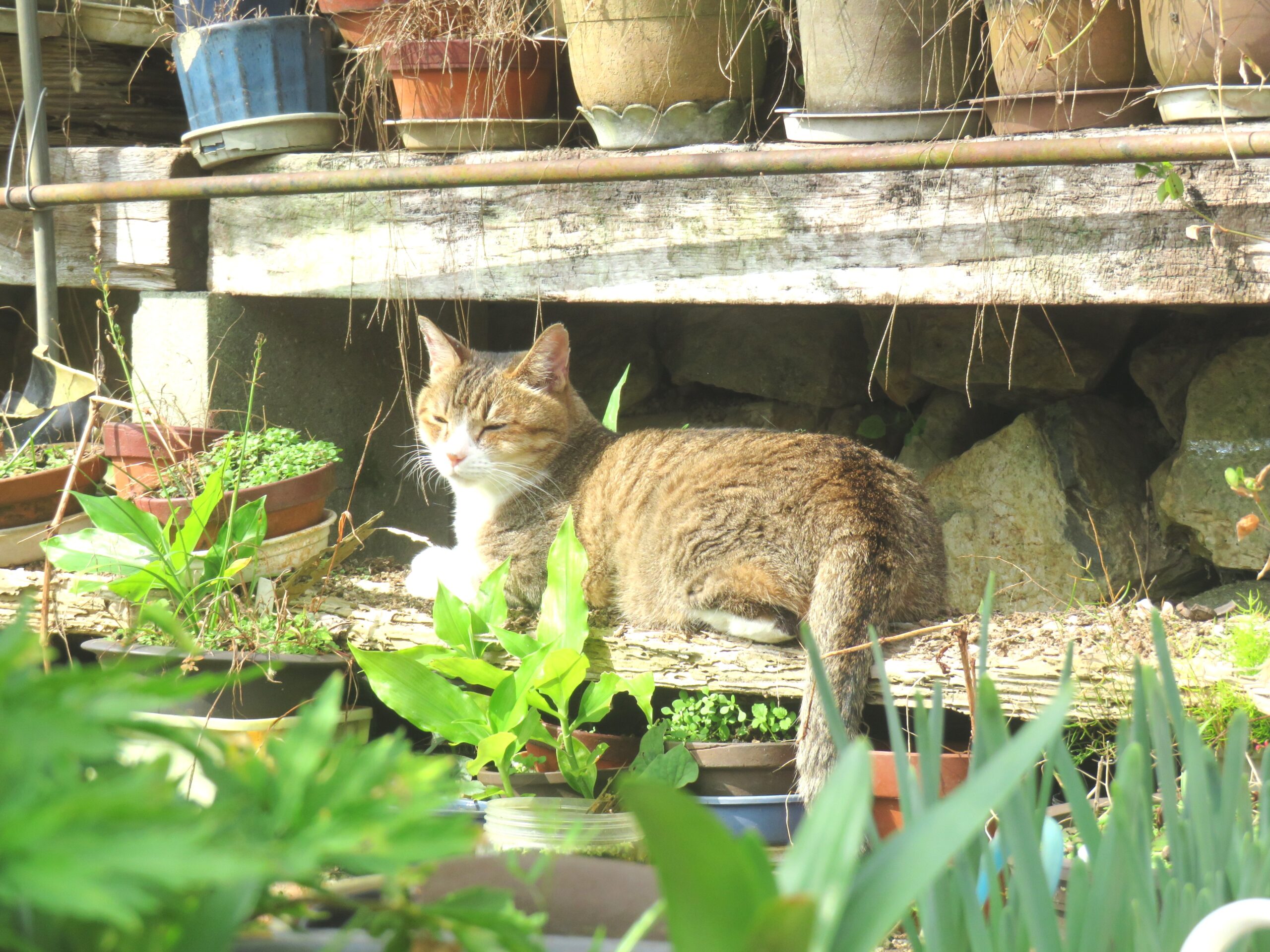 ねこ、風太　ひなたぼっこ