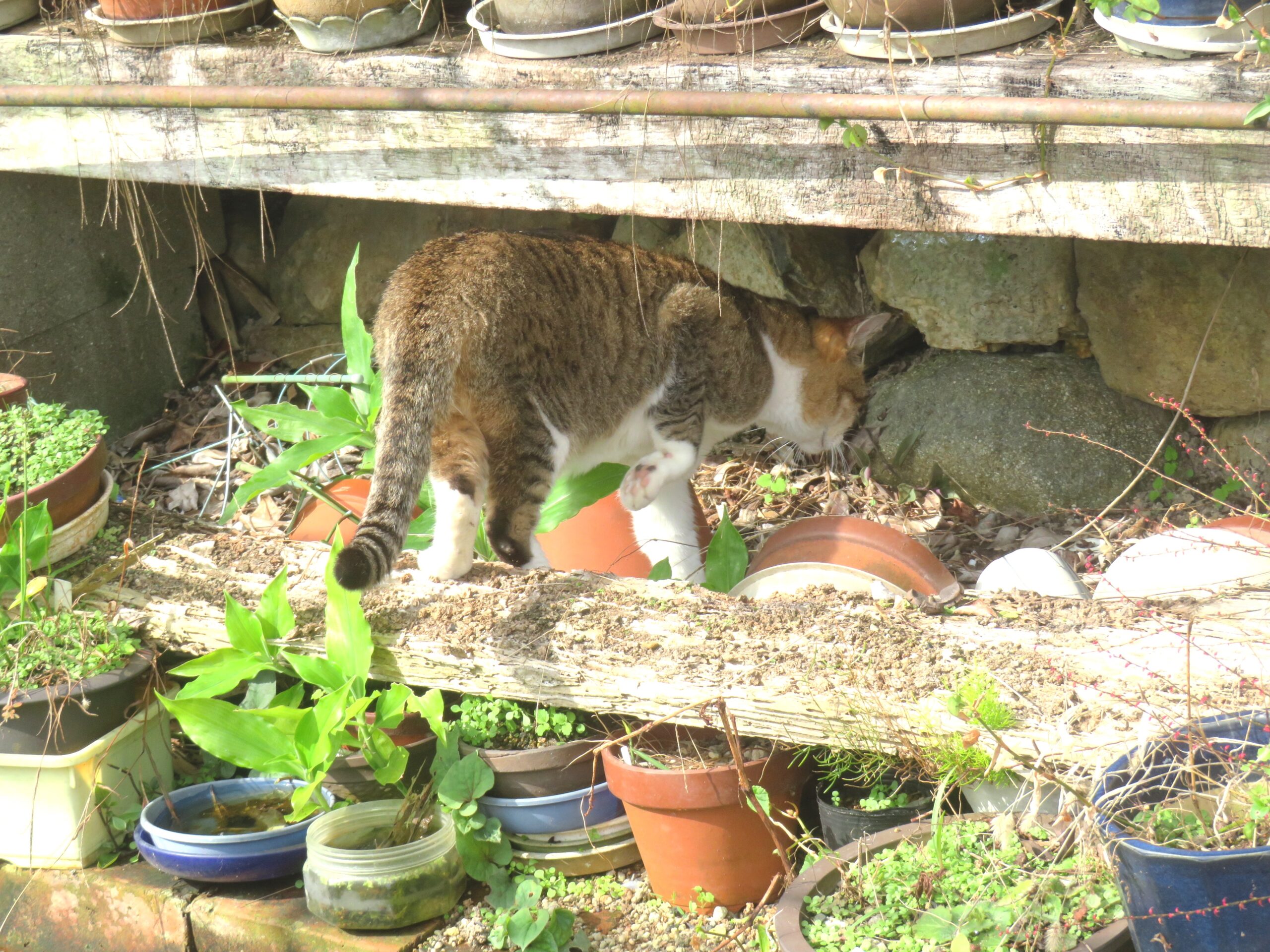 ねこ、風太　ひなたぼっこ