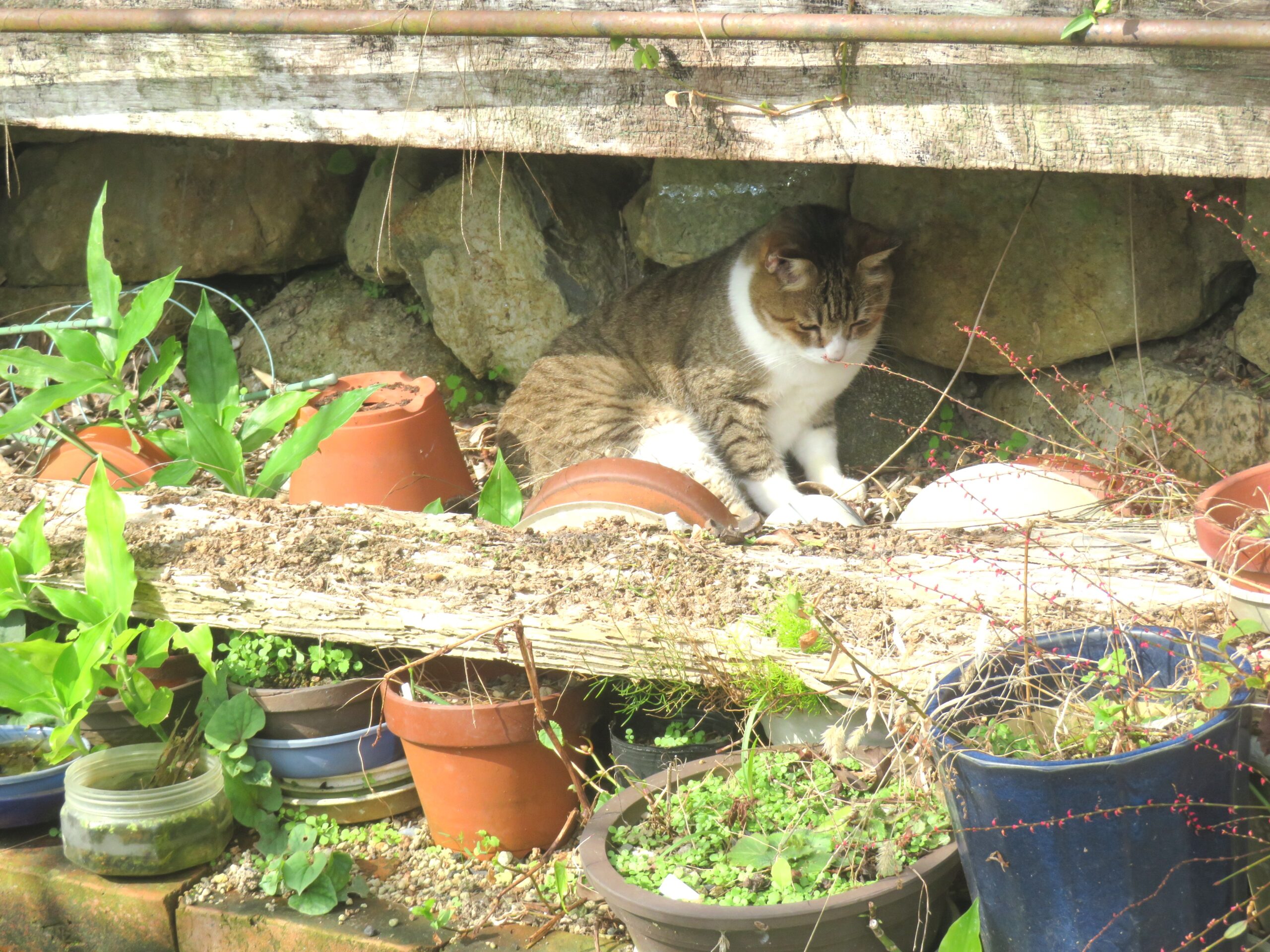 ねこ、風太　ひなたぼっこ