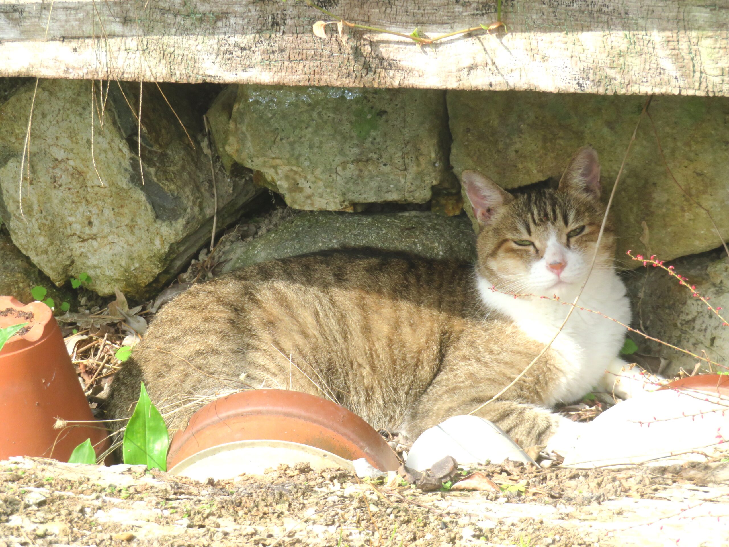 ねこ、風太　ひなたぼっこ