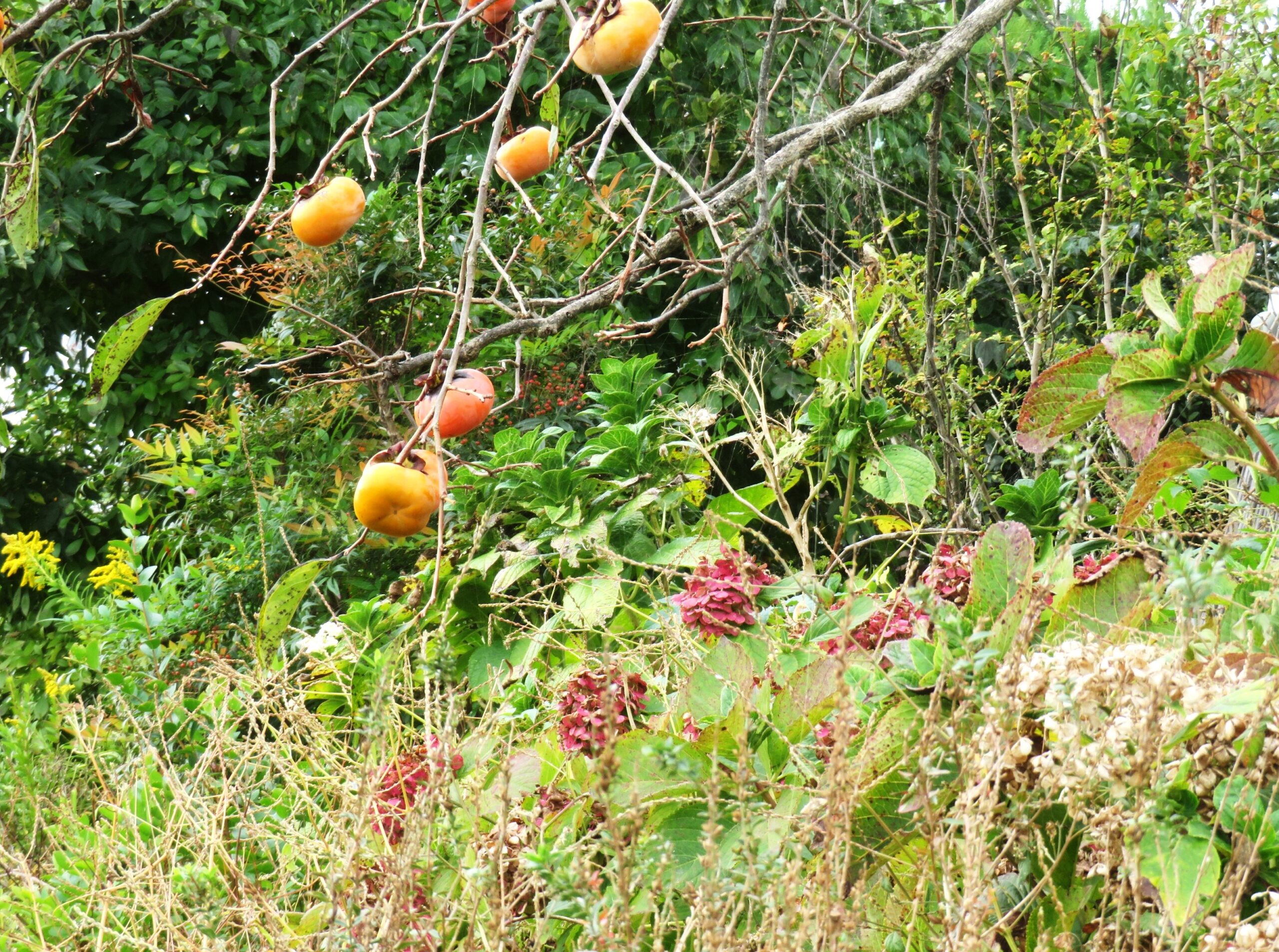 11月の紫陽花