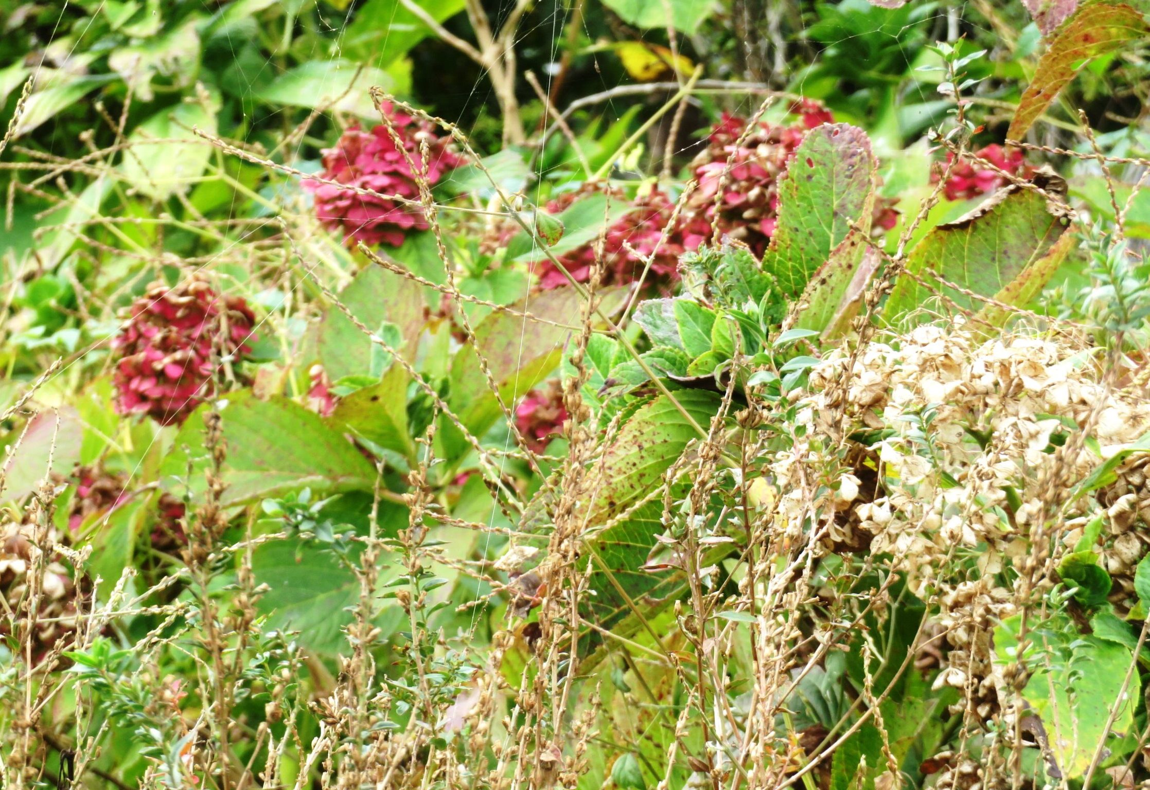 11月の紫陽花