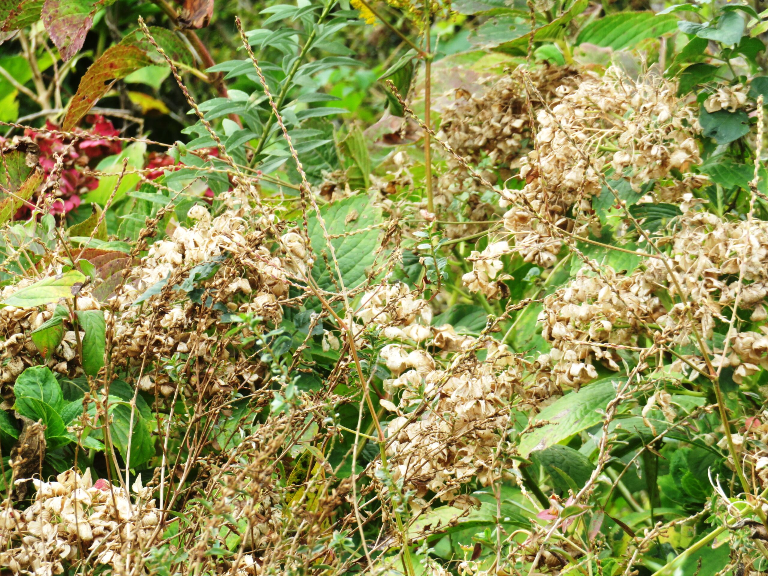 11月の紫陽花