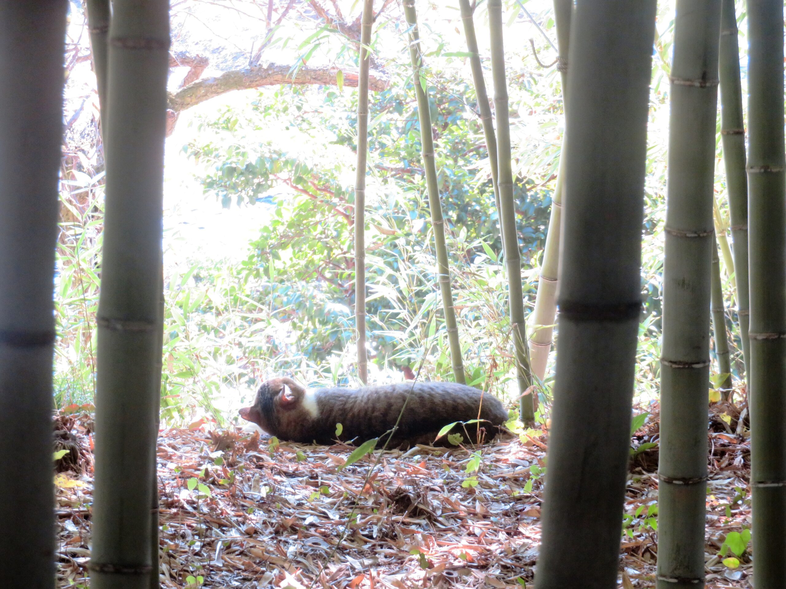 ねこ、風太　ひなたぼっこ