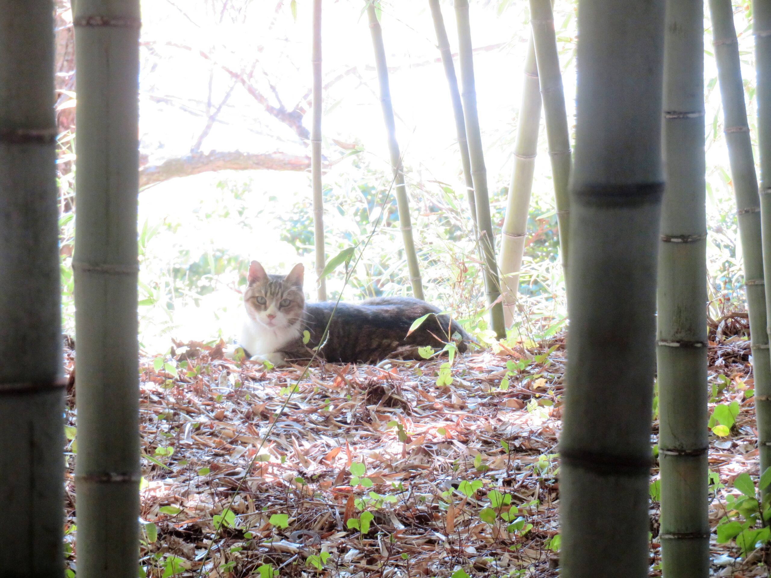 ねこ、風太　ひなたぼっこ