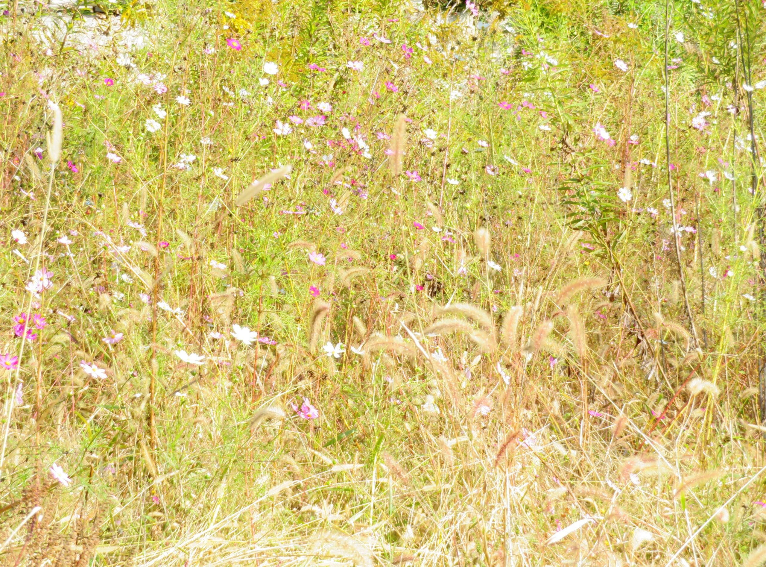 最後の秋桜