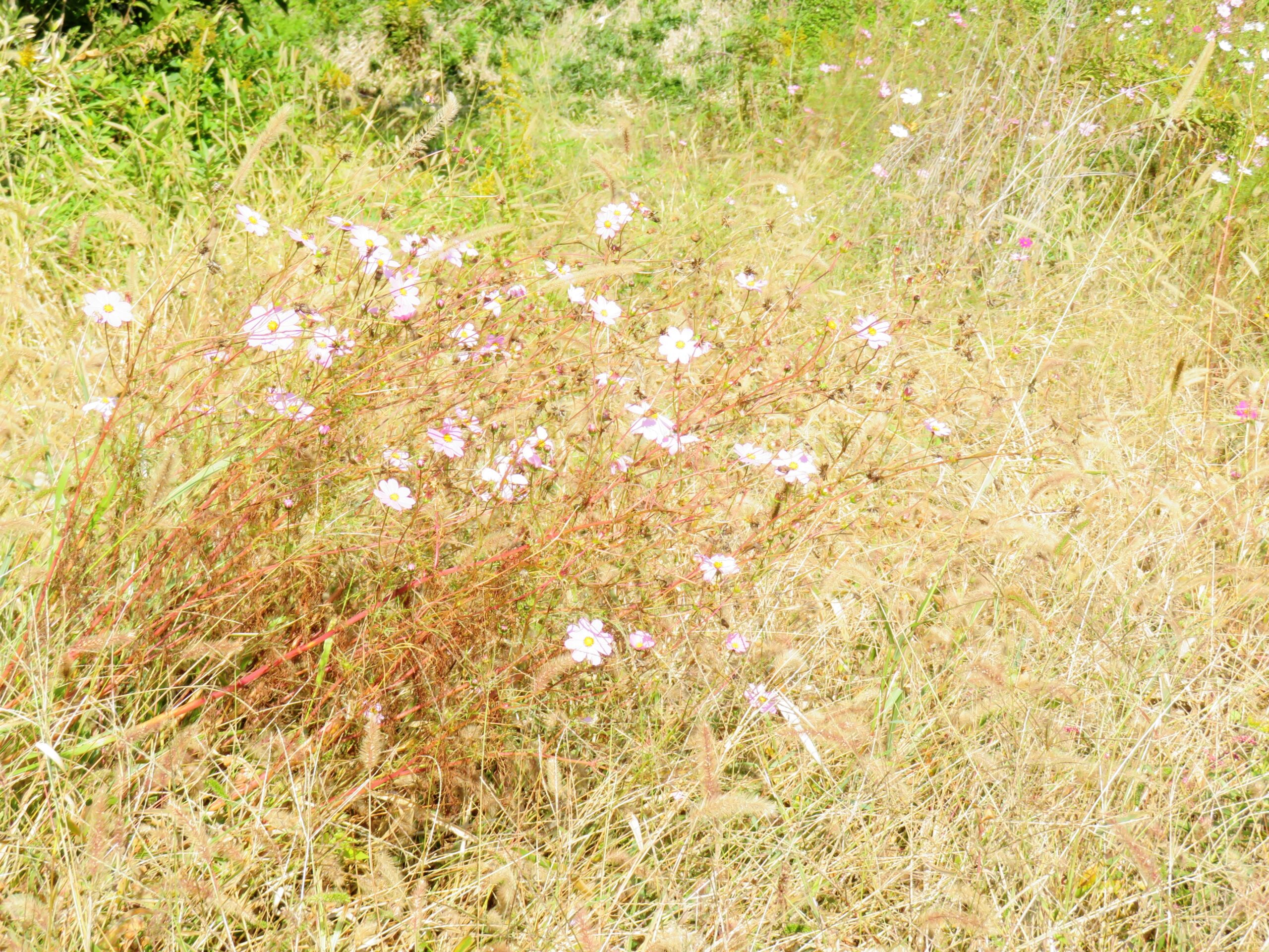 最後の秋桜