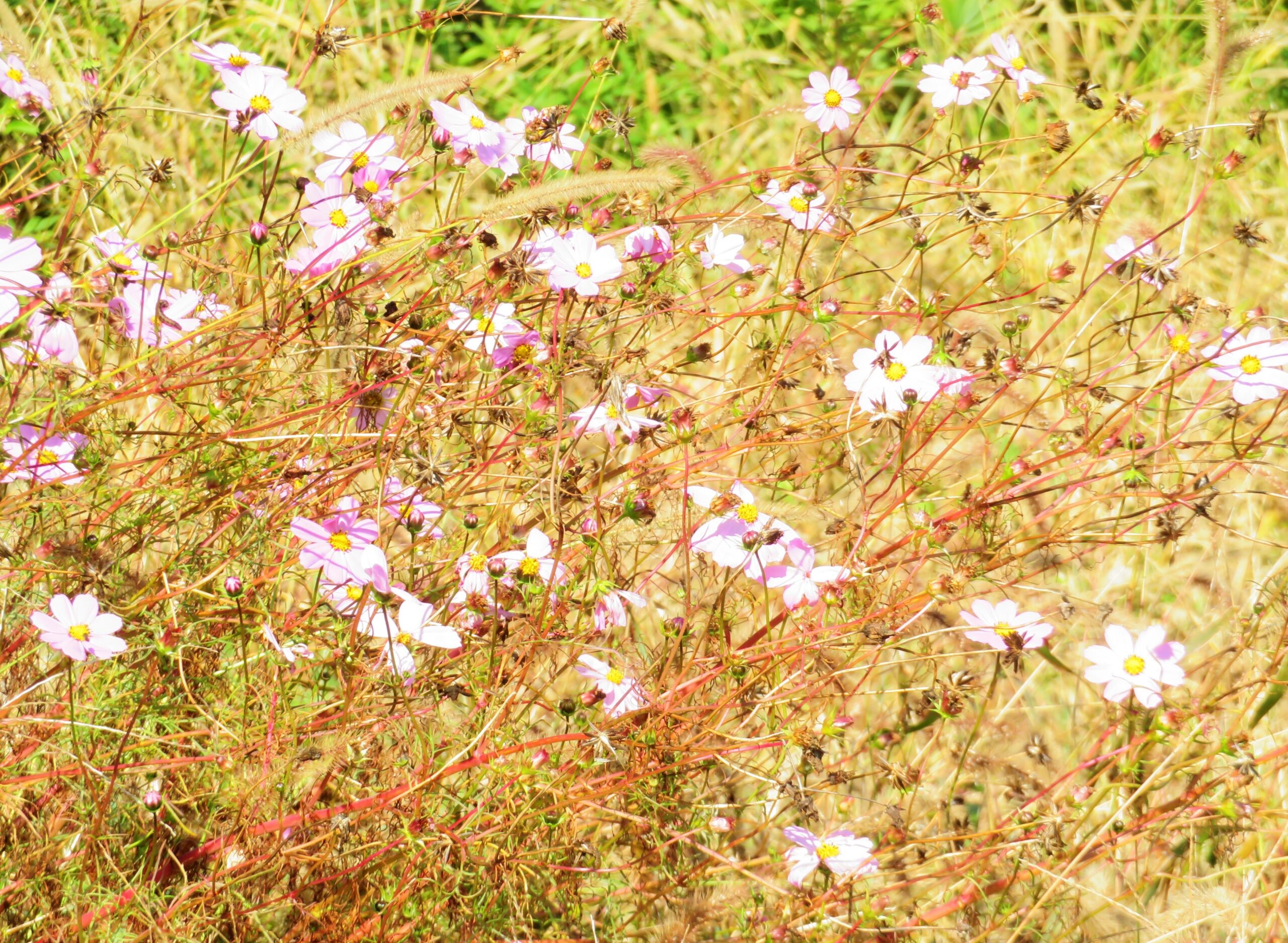 最後の秋桜