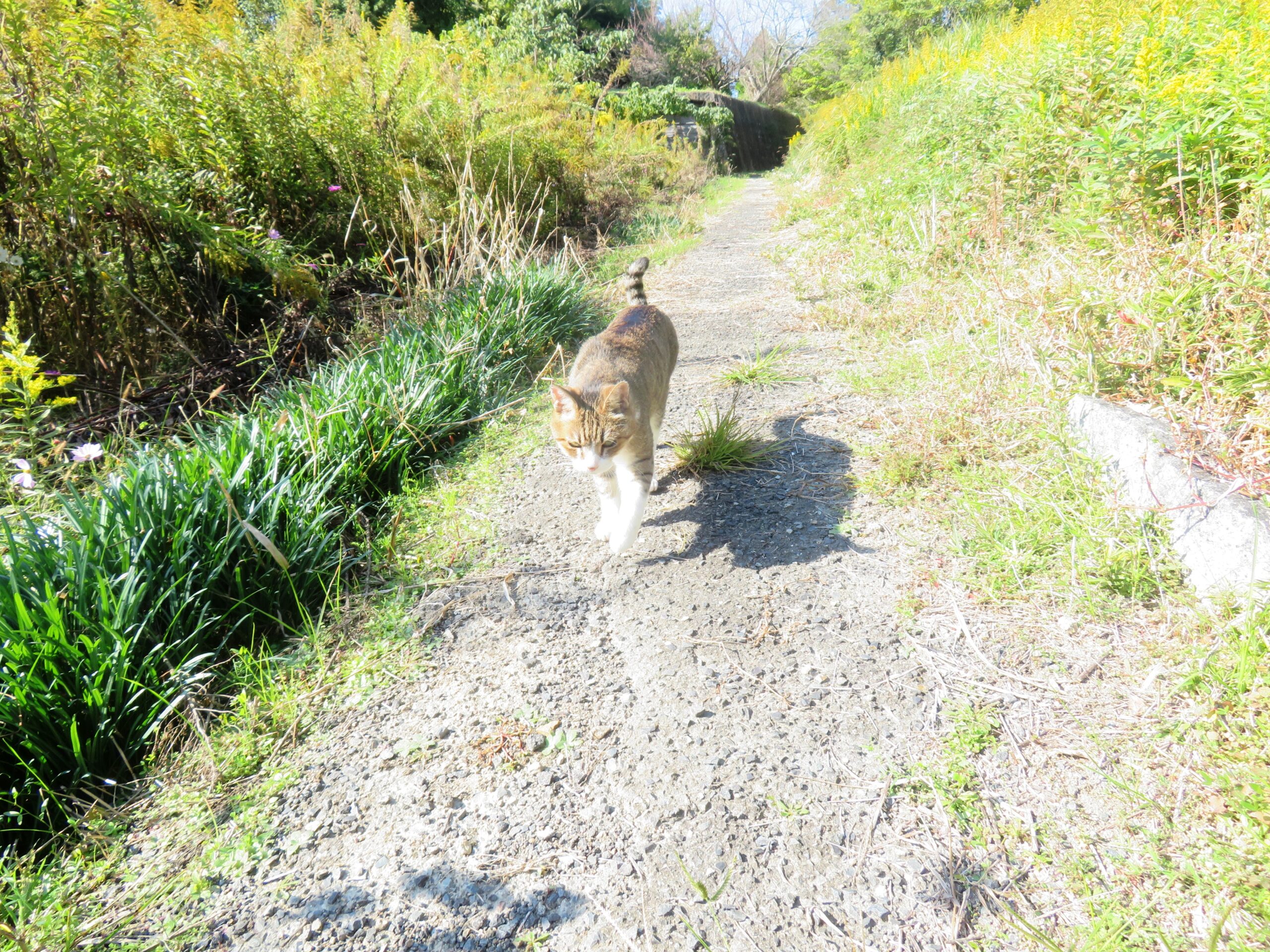 ねこ、風太　巡回